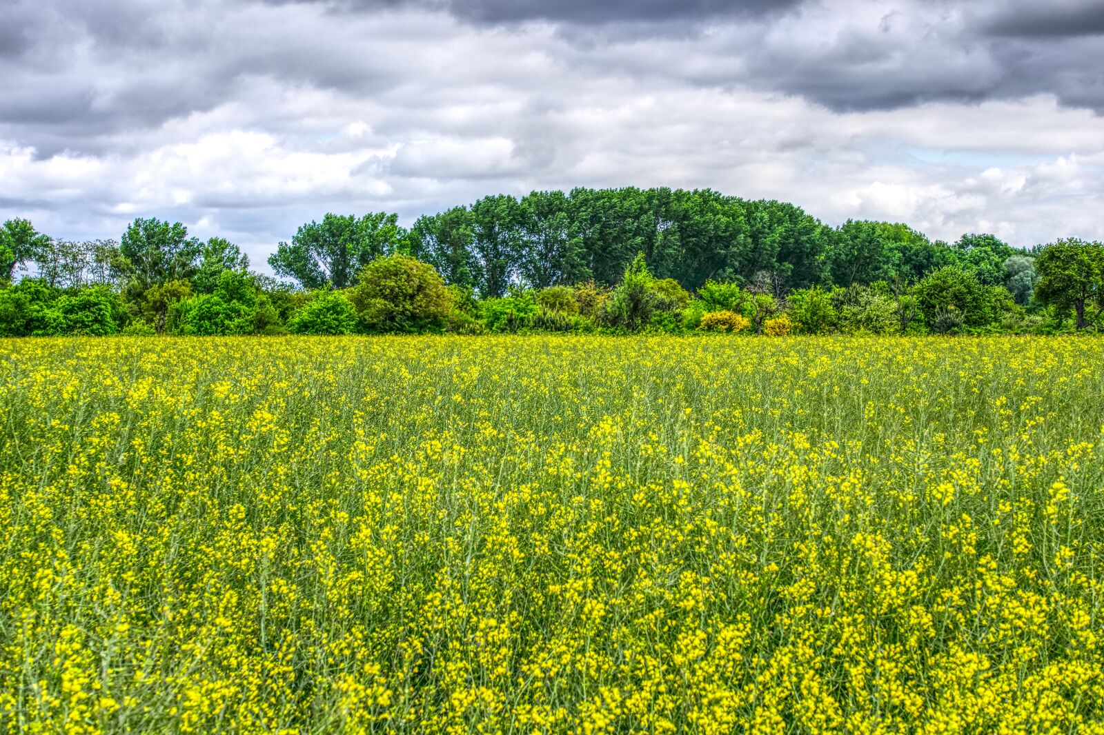 Sony a6000 sample photo. Meadow, flowers, flower meadow photography