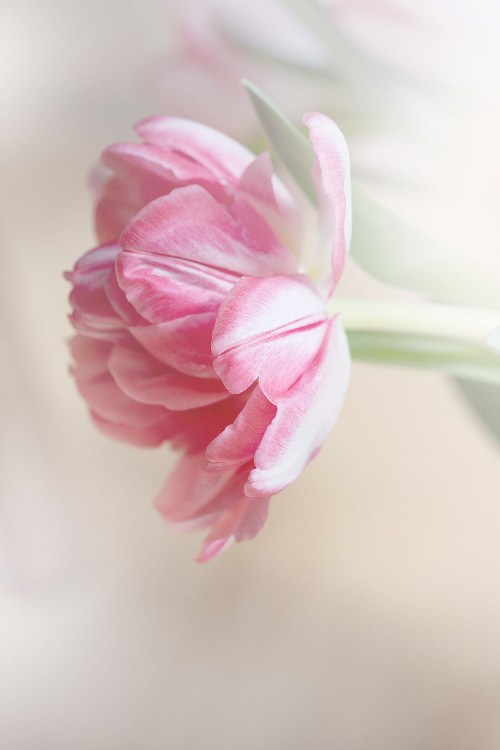 Nikon D750 sample photo. Tulip, flower, blossom photography