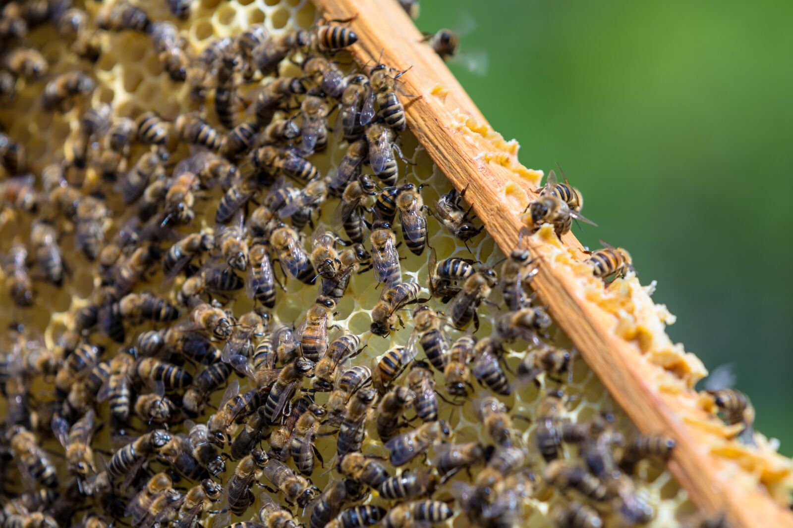 Canon EOS 5D Mark IV sample photo. Bee, bees, honey photography