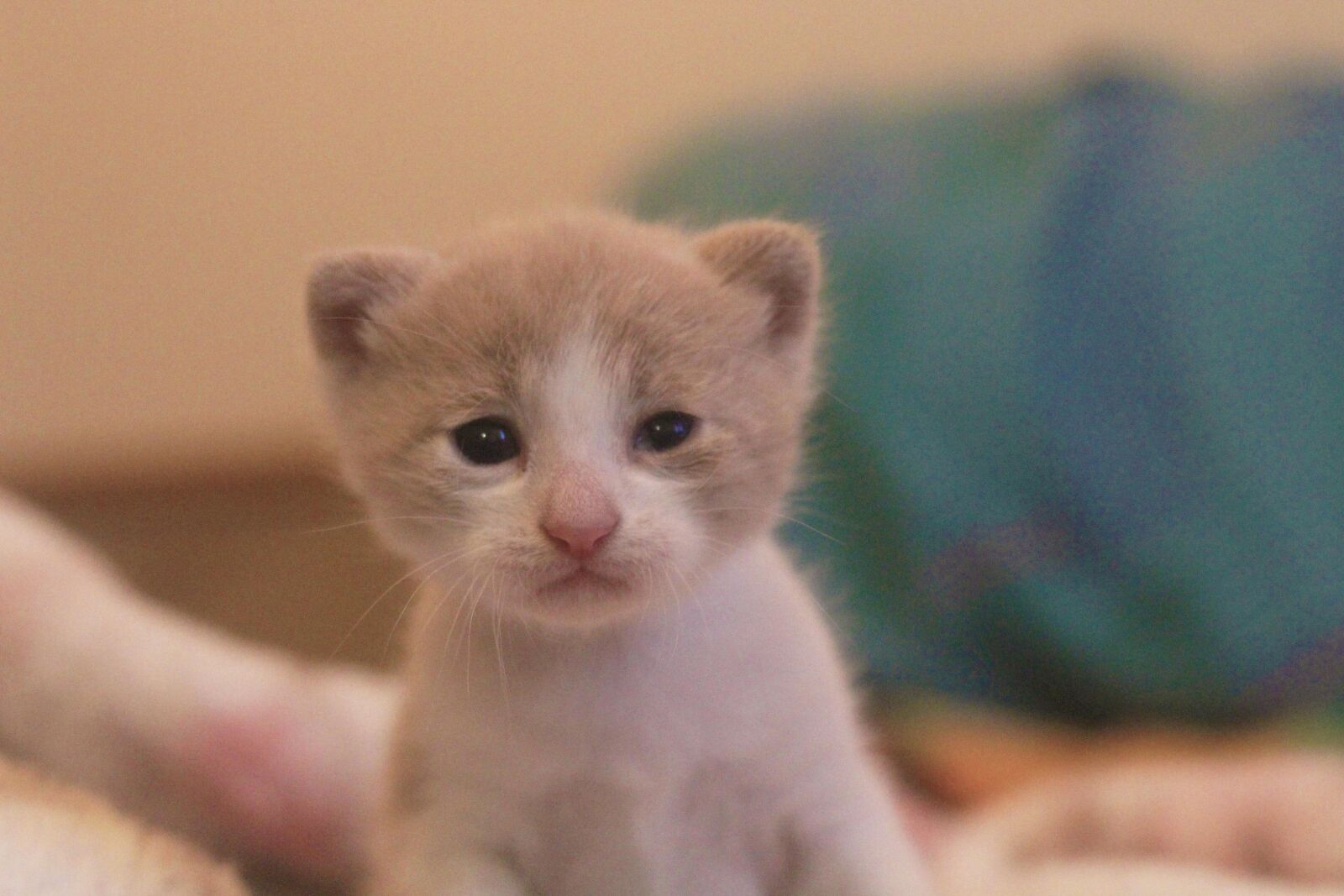 Canon EOS 700D (EOS Rebel T5i / EOS Kiss X7i) + Canon EF 50mm F1.8 II sample photo. Cat, baby, little photography