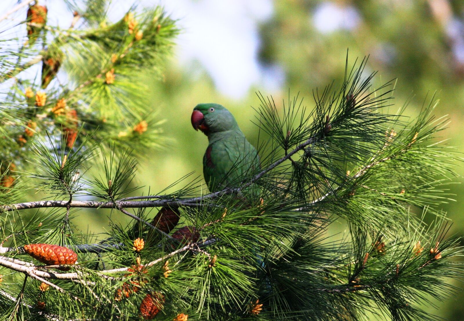 Canon EOS 20D sample photo. Tree, nature, pine photography