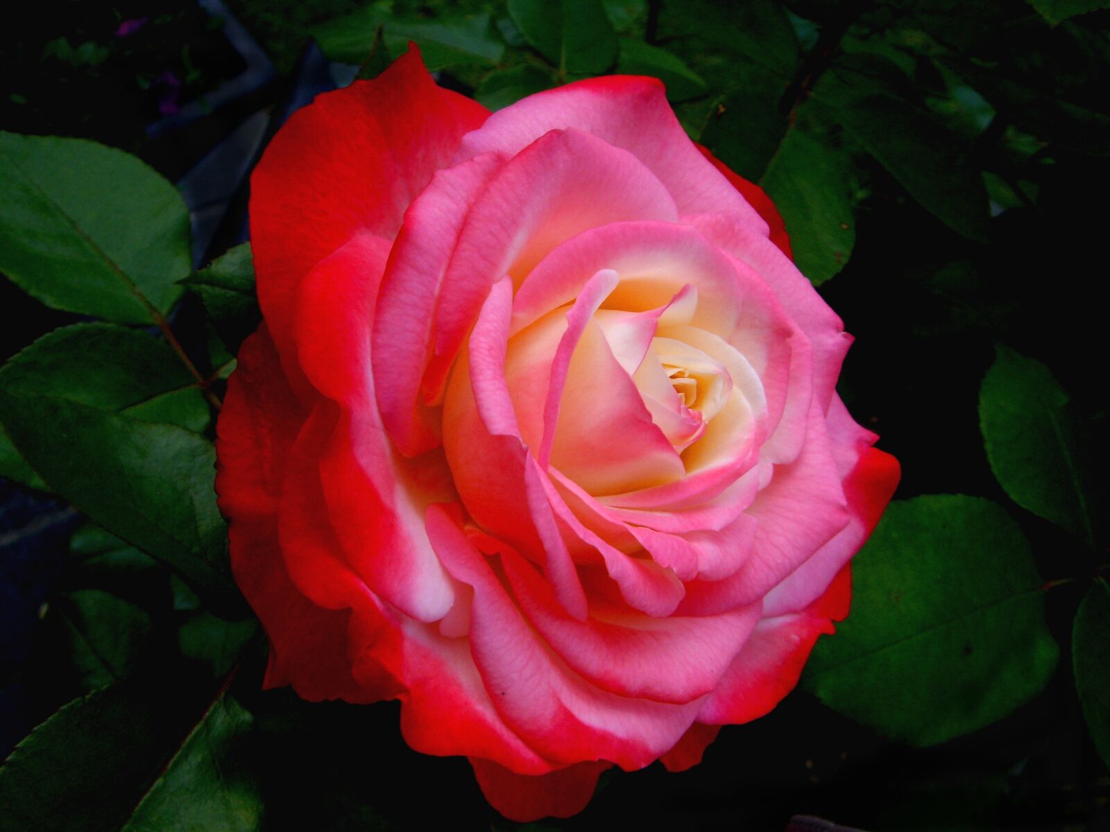 Pentax OPTIO S7 sample photo. Rose, garden, flower photography