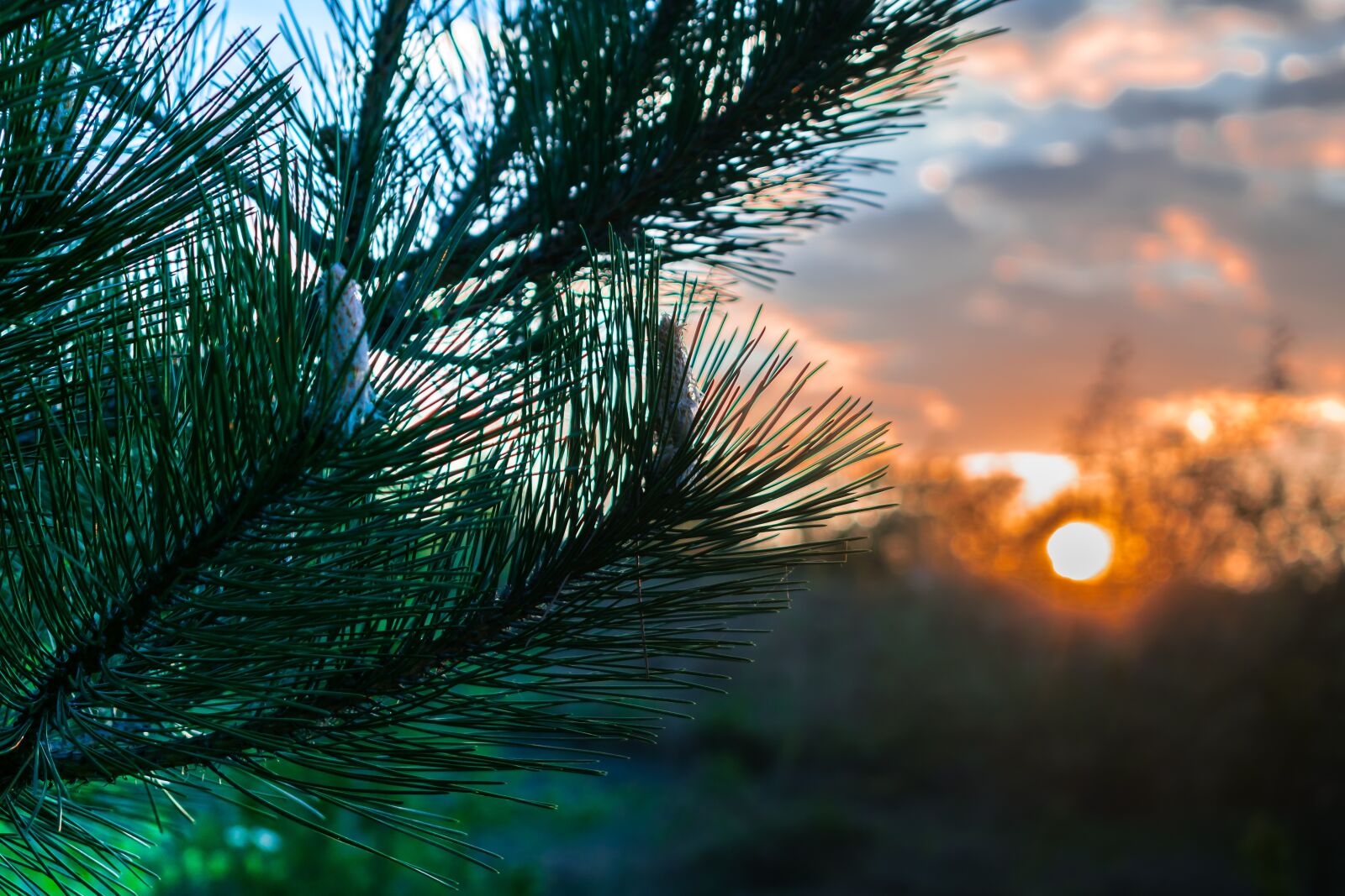 Nikon D3300 sample photo. Sunset, pine, nature photography