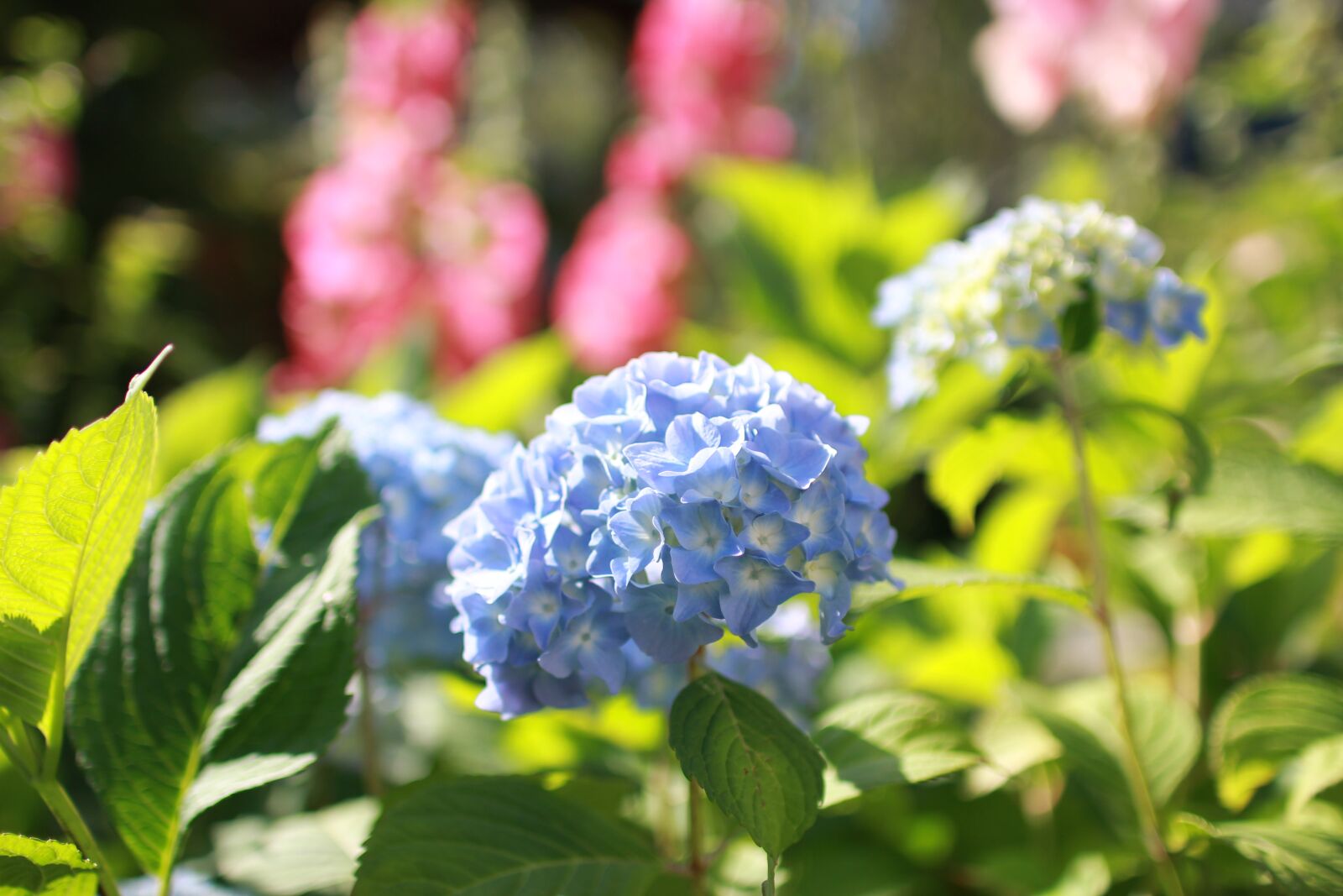 Canon EOS 60D sample photo. Hydrangea, flower, flowers photography