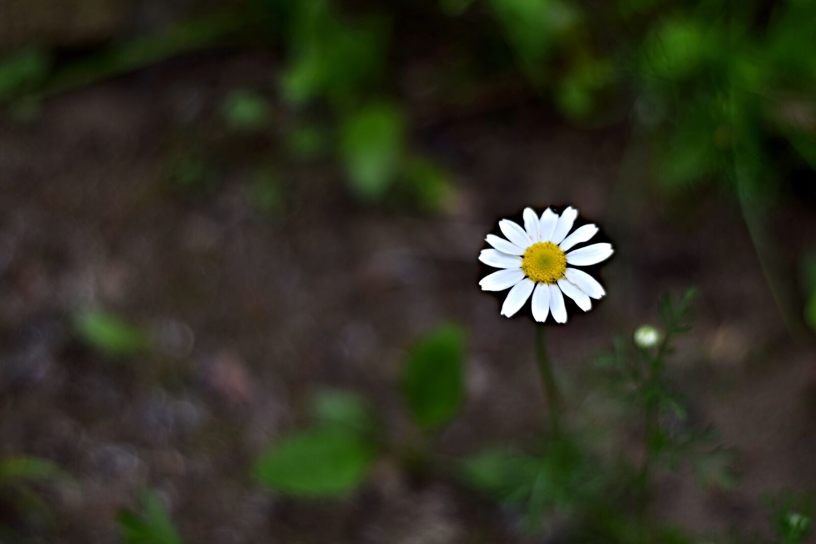 Nikon D5300 sample photo. Field bloom, margar tka photography