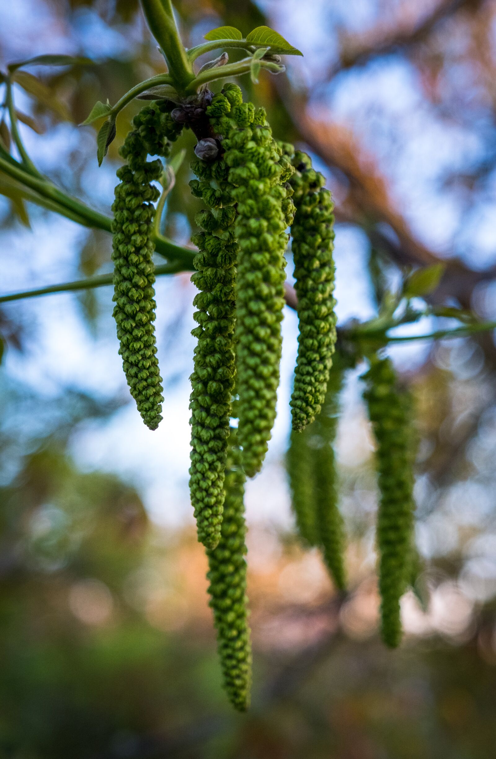 Fujifilm XF 16-55mm F2.8 R LM WR sample photo. Plant, nature, tree photography