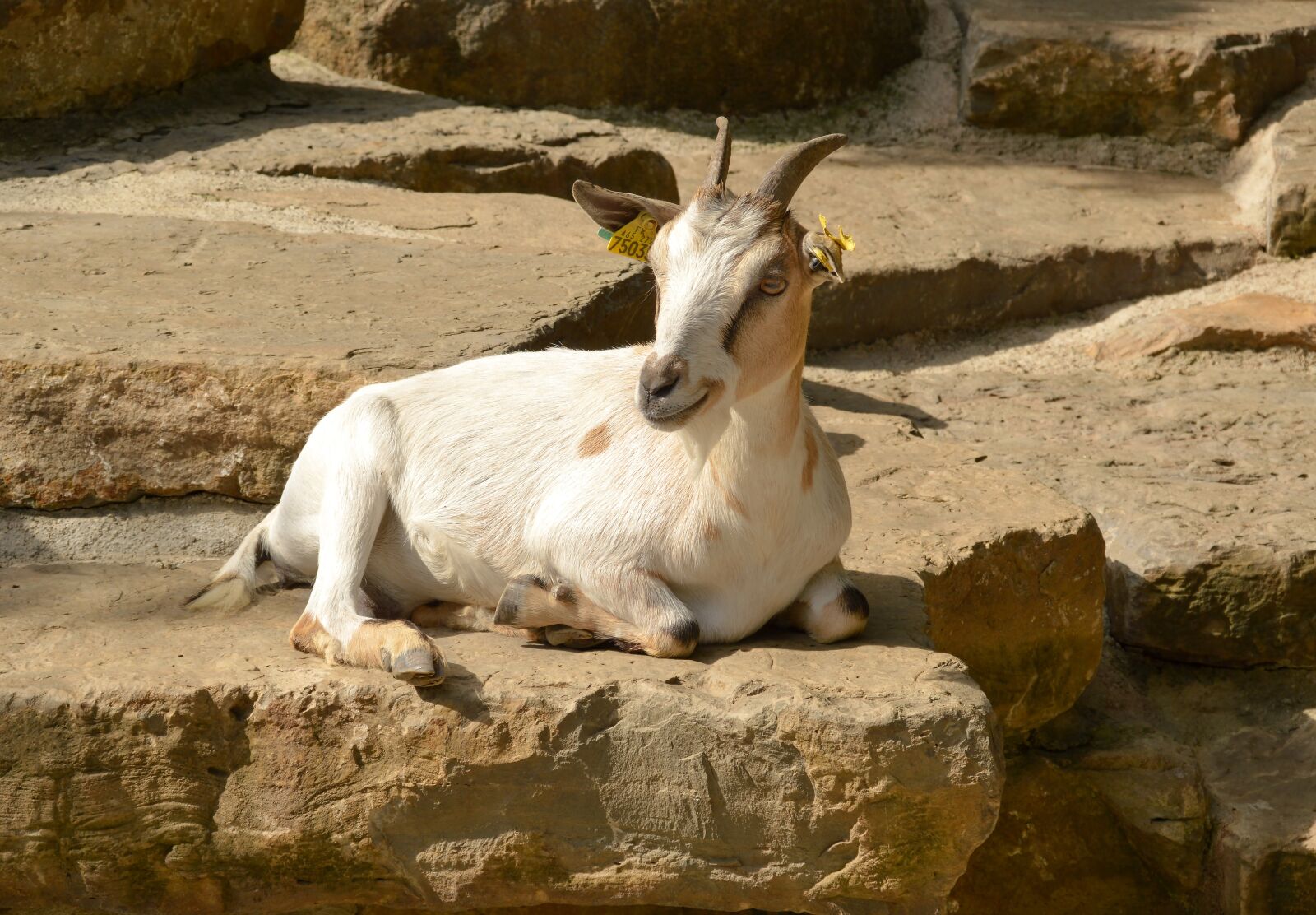 Nikon D3200 sample photo. Goat, animal, nature photography