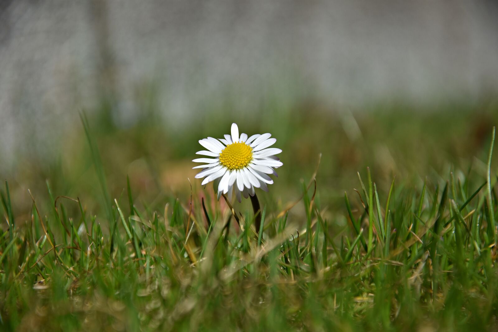 Nikon D3400 sample photo. Grass, nature, meadow photography