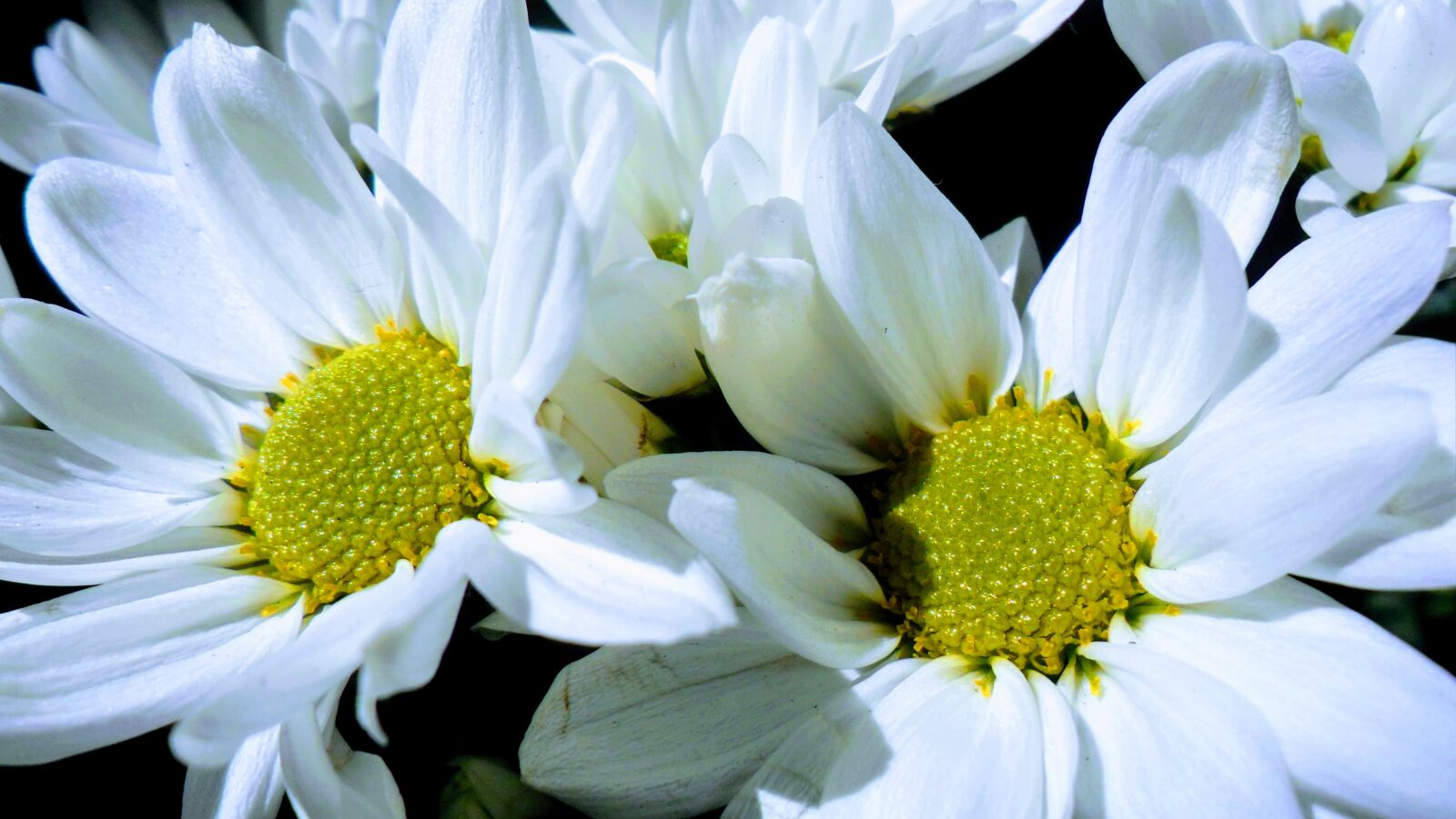 Samsung PL20,PL21 / VLUU PL20,PL21 sample photo. Flower, nature, decoration photography