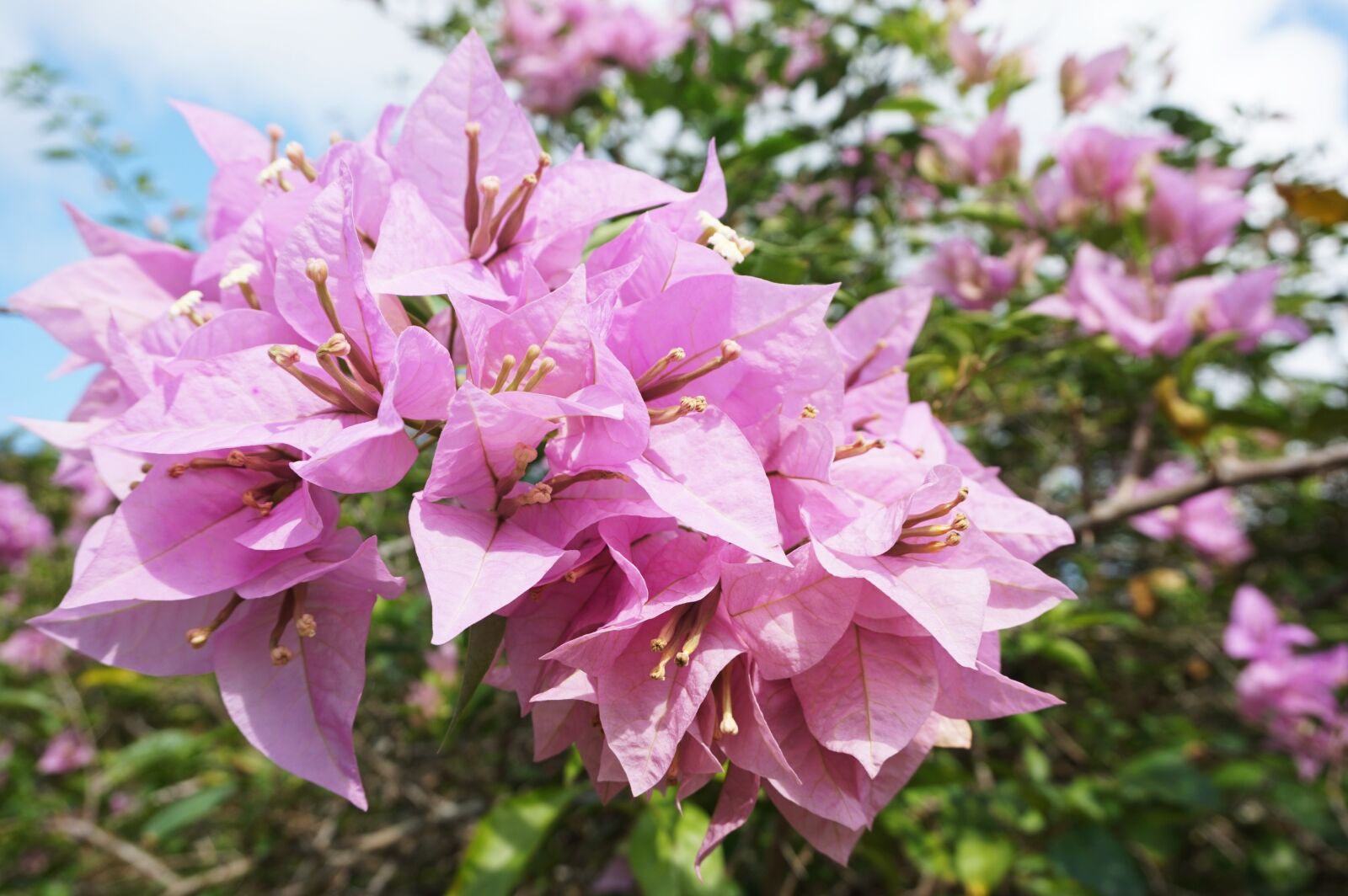 Sony Alpha a5000 (ILCE 5000) sample photo. Flower, bougainvillea, nature photography
