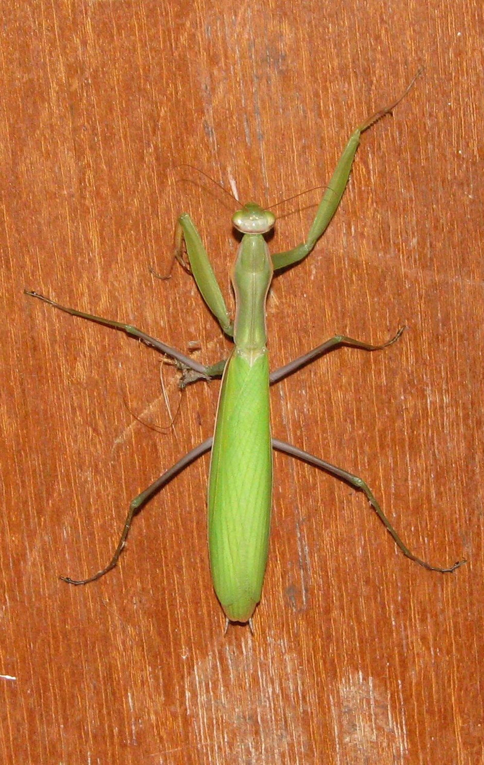 Canon POWERSHOT S5 IS sample photo. Praying mantis, european mantis photography