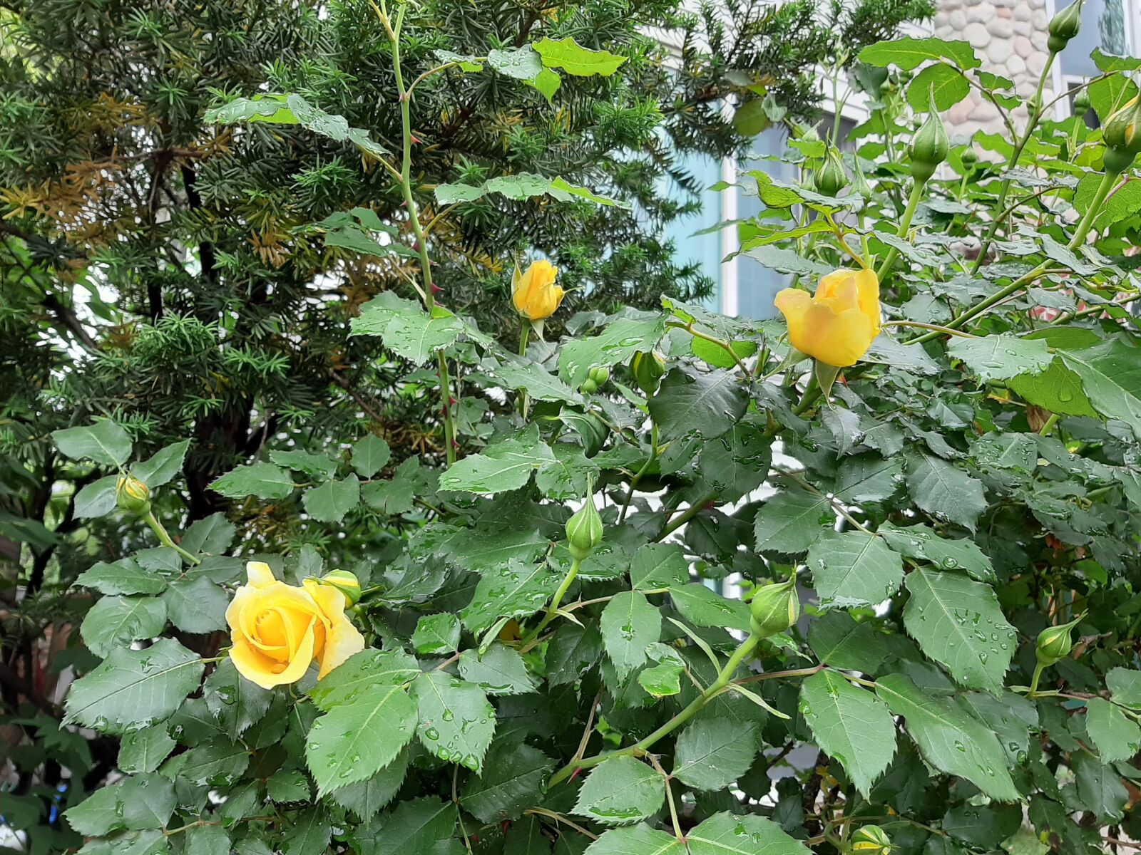 Samsung Galaxy A50 sample photo. Rose, yellow roses, 5 photography