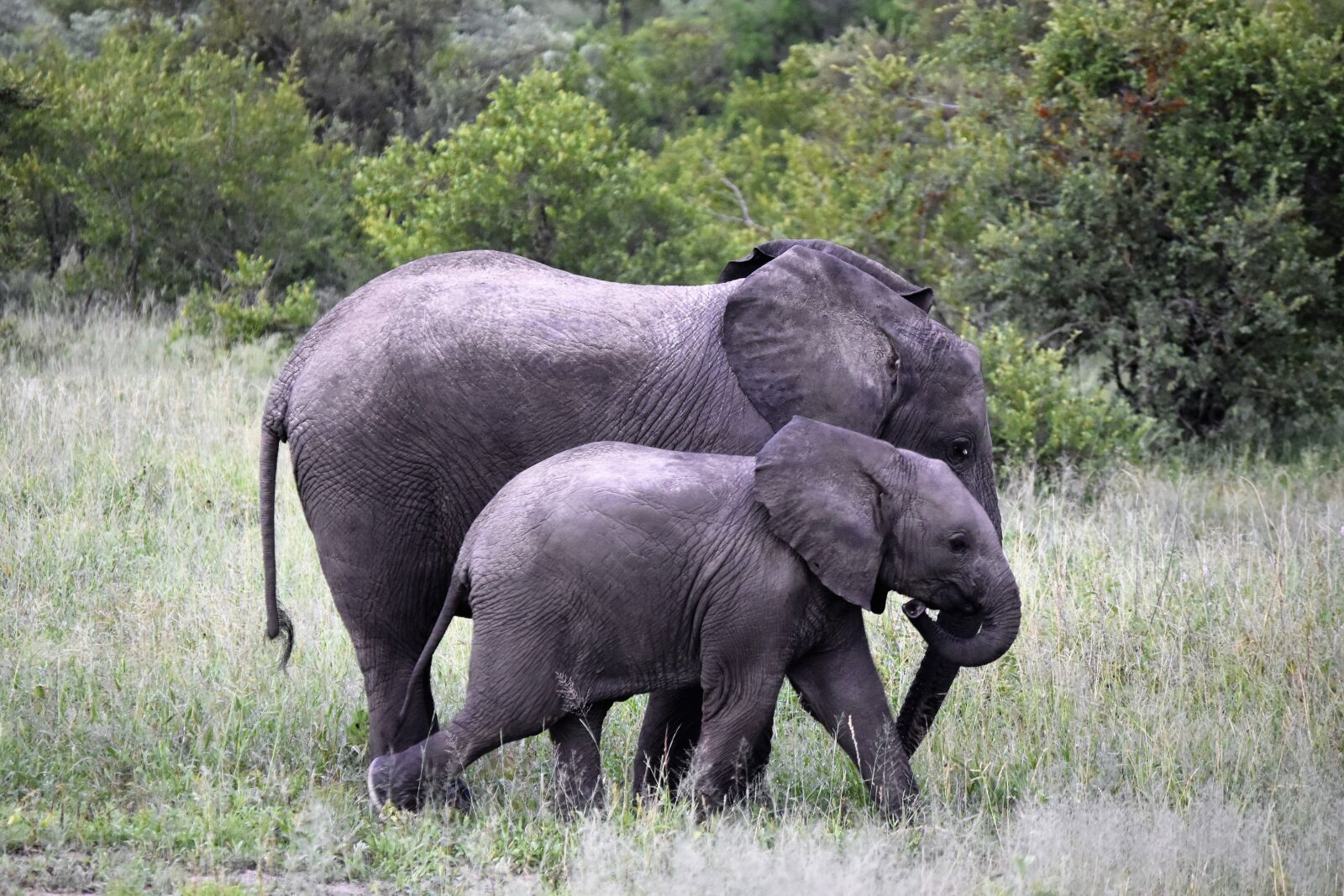 Nikon D3500 sample photo. Safari, africa, wildlife photography