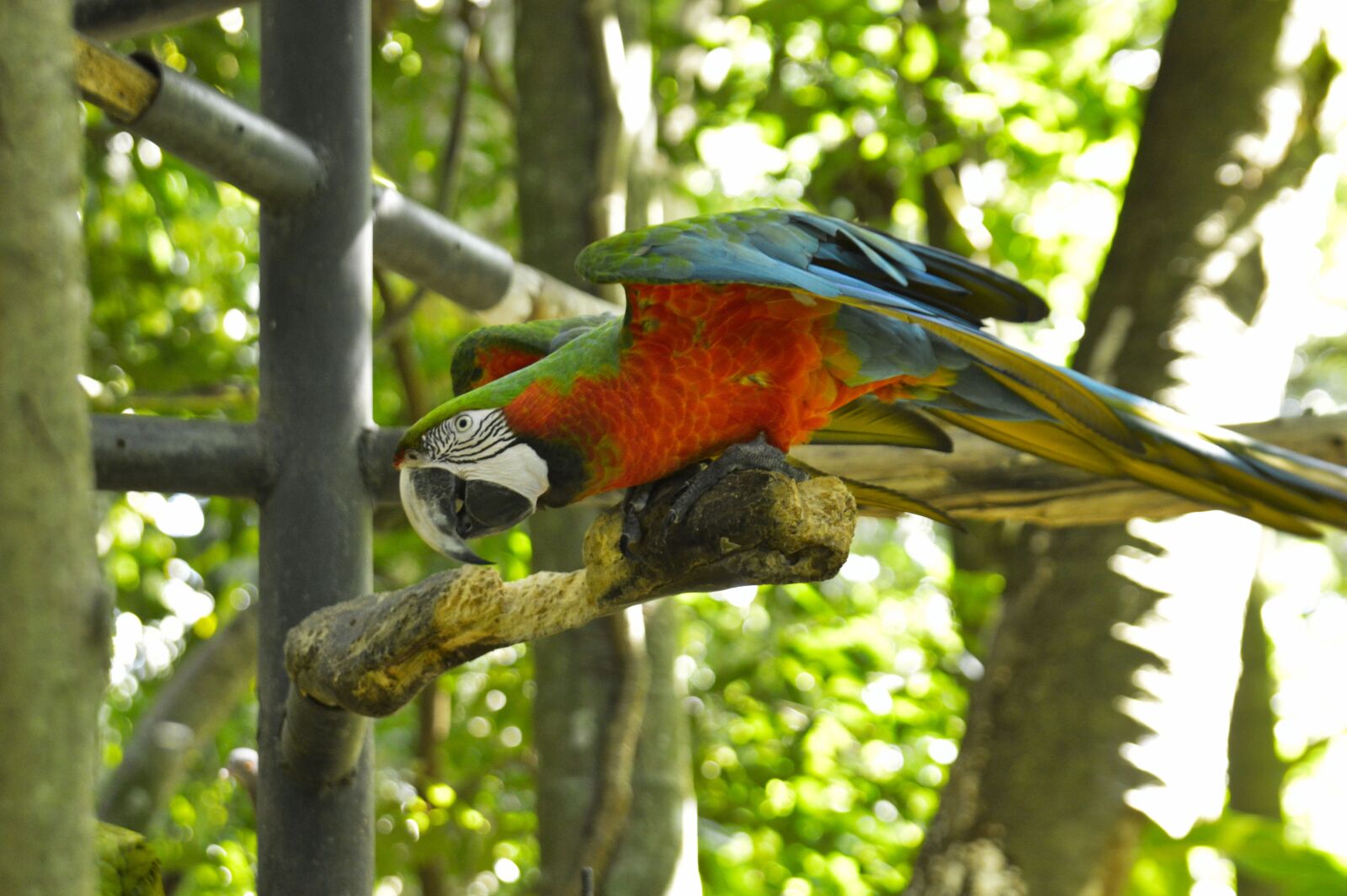 Nikon D3200 sample photo. Parrot, bird, costa rica photography
