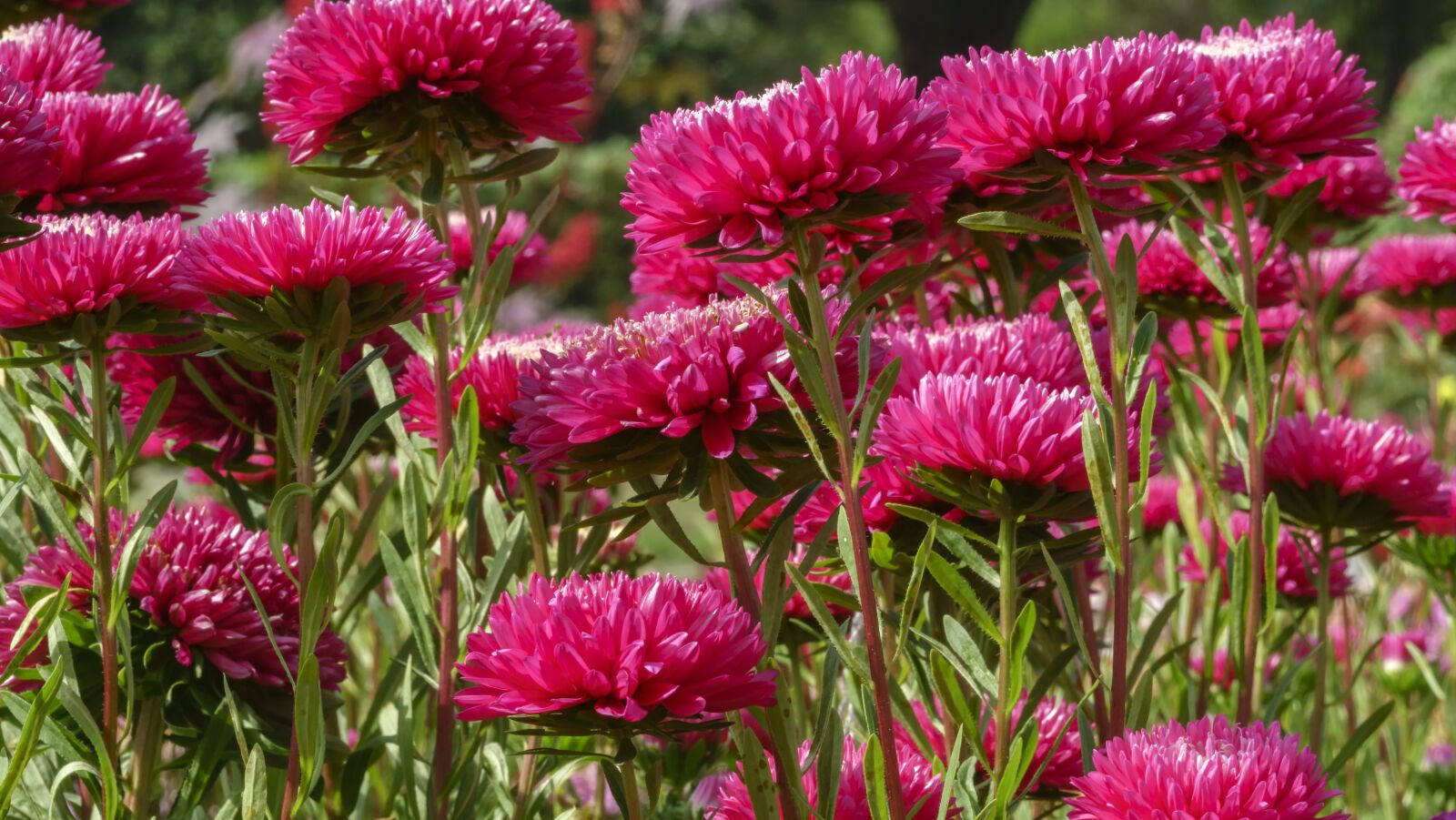 Sony Cyber-shot DSC-RX10 III sample photo. Asters, flowers, garden photography