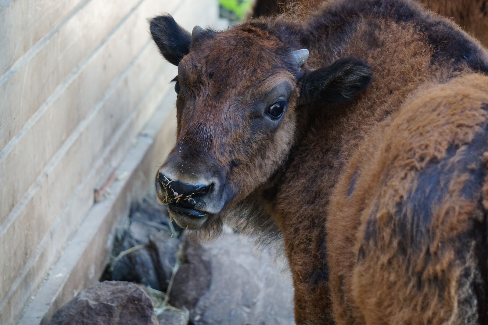 Sony E 55-210mm F4.5-6.3 OSS sample photo. Bison, baby, ungulate photography