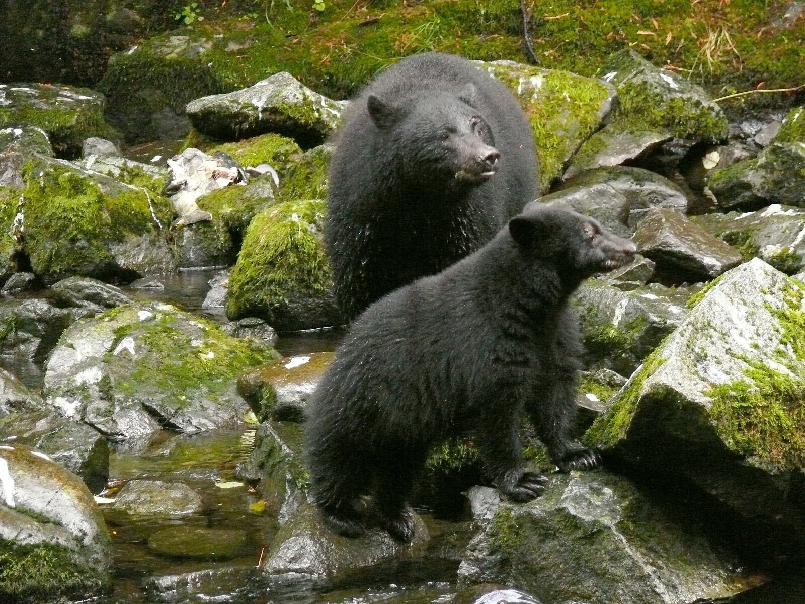 Panasonic DMC-FZ50 sample photo. Bears, black, wildlife photography