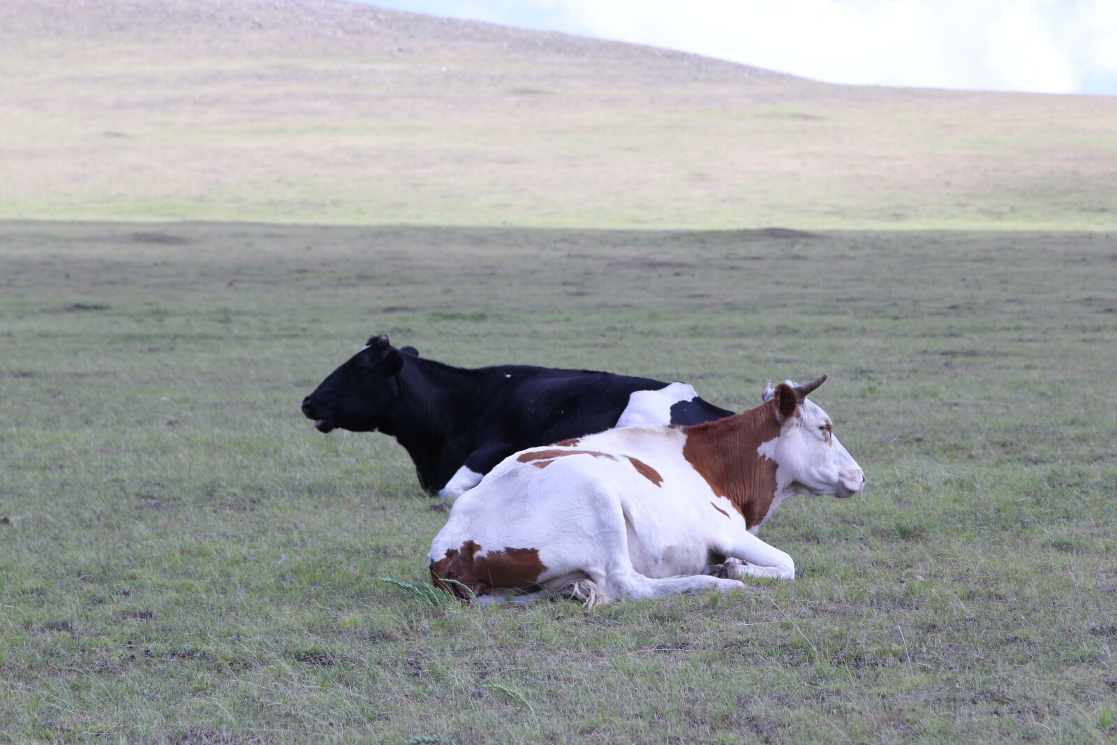 Canon EOS 60D + Canon EF 24-105mm F4L IS USM sample photo. Inner mongolia, prairie, dairy photography