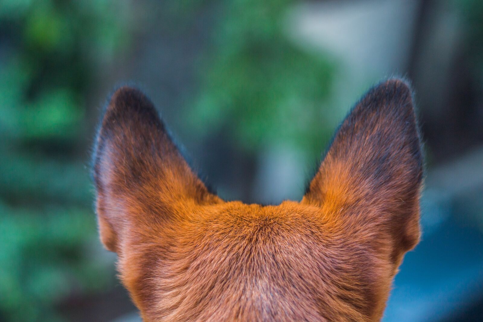 Canon EOS 70D + Canon EF 50mm F1.8 II sample photo. Dog, paw, animal photography