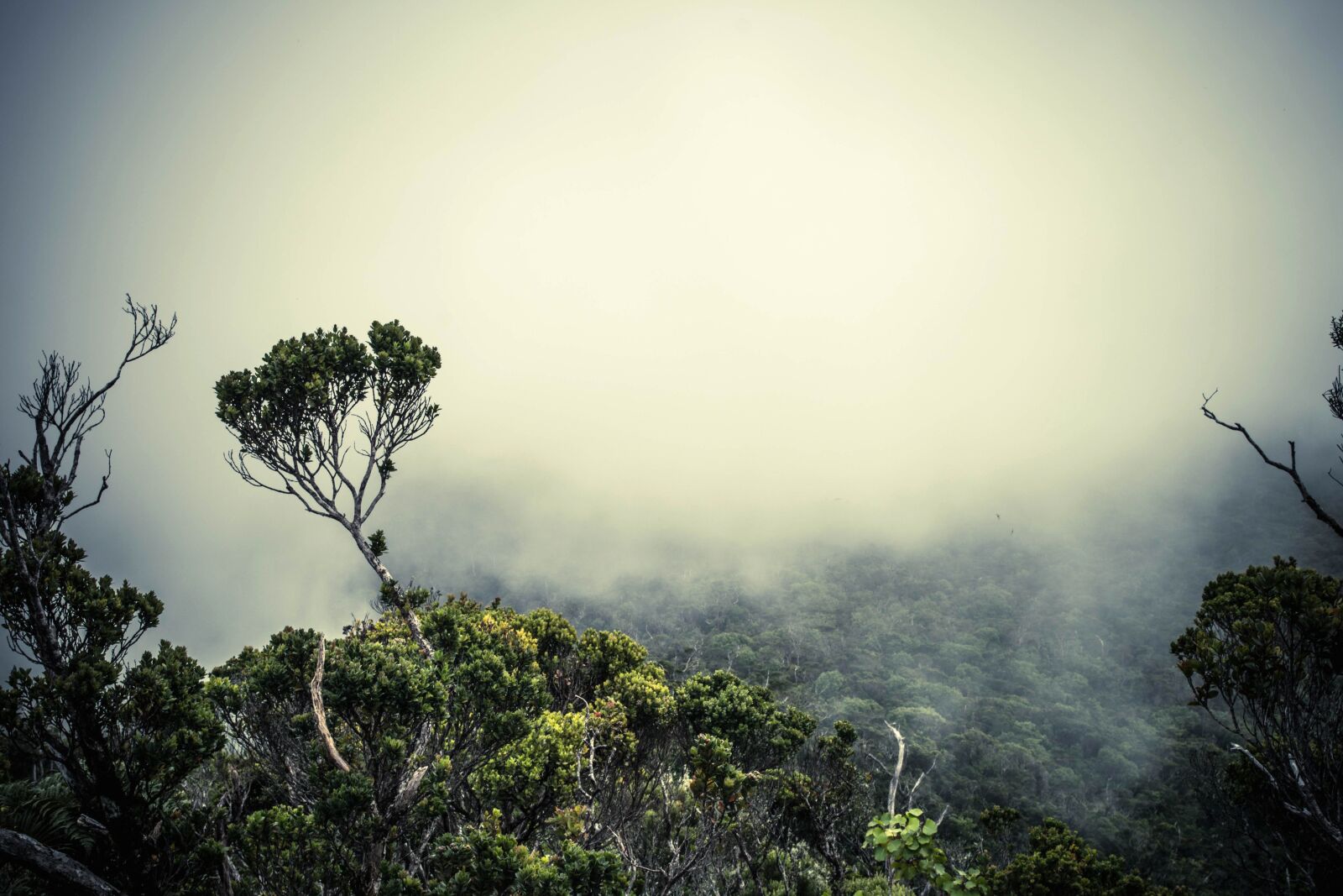 Nikon D5200 sample photo. Fog, tree, landscape, nature photography