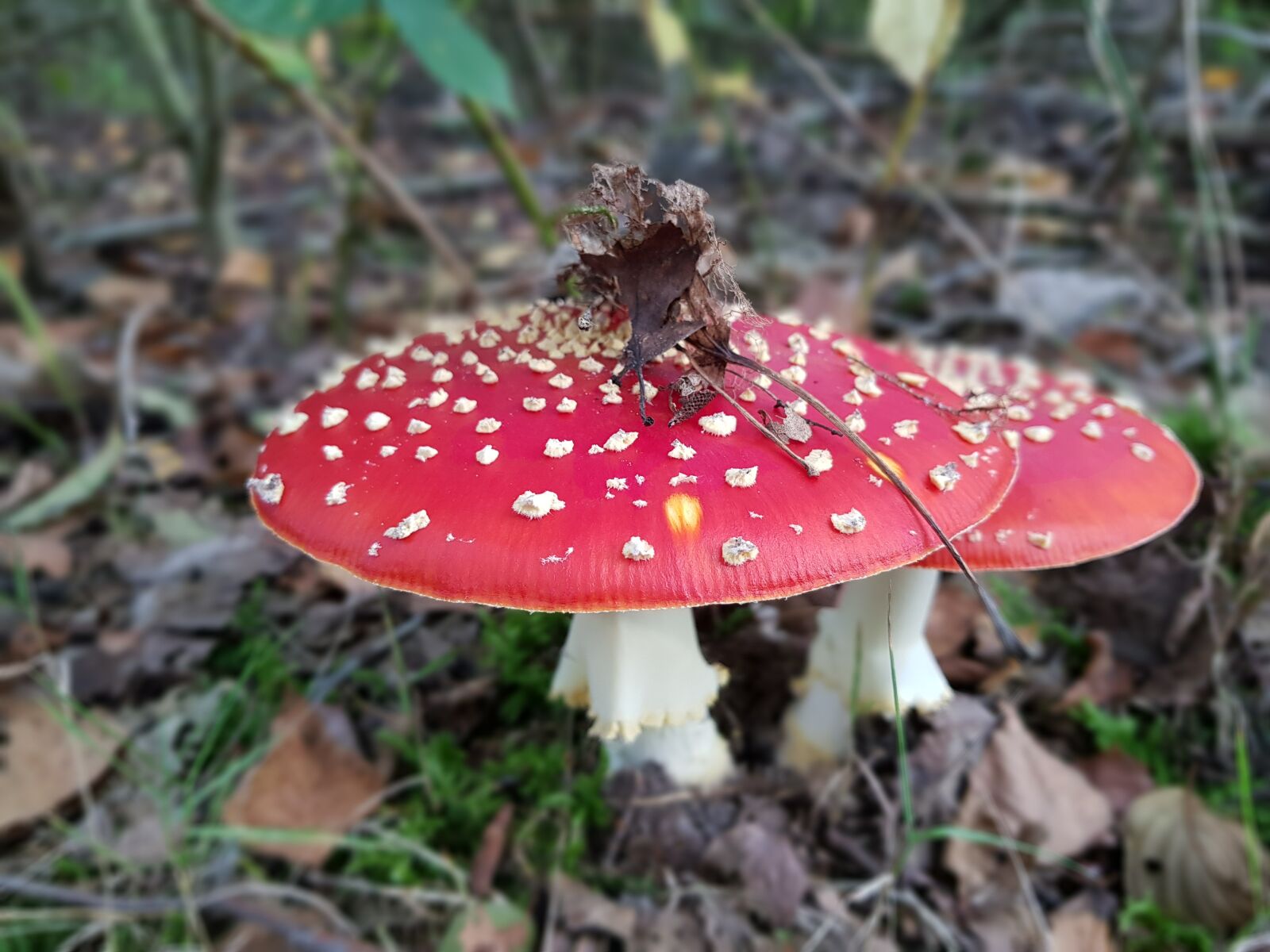 Samsung Galaxy S8+ sample photo. Mushrooms, forest mushrooms, toxic photography
