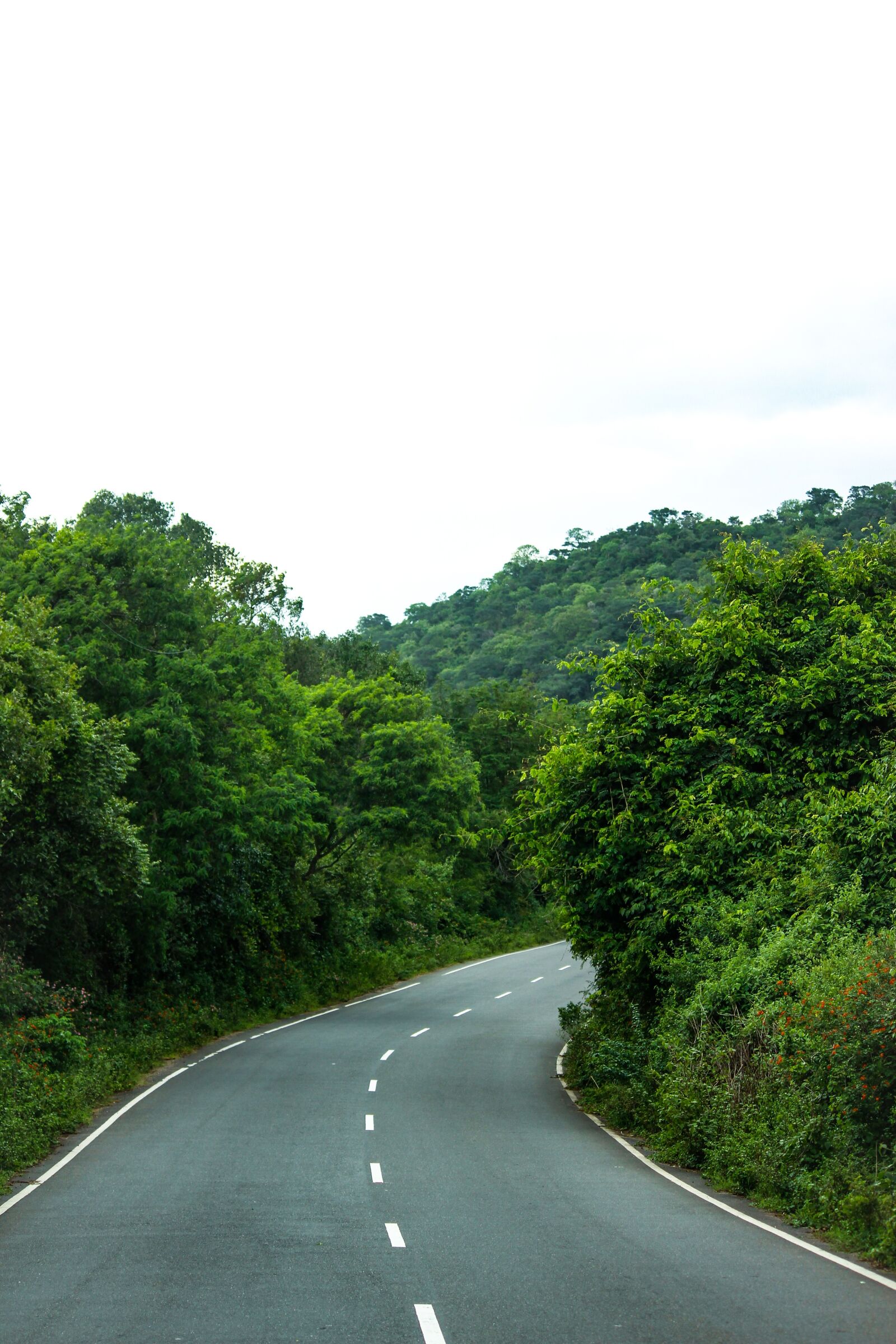 Canon EOS 700D (EOS Rebel T5i / EOS Kiss X7i) + Canon EF-S 55-250mm F4-5.6 IS II sample photo. Nature, western ghats, nilgris photography