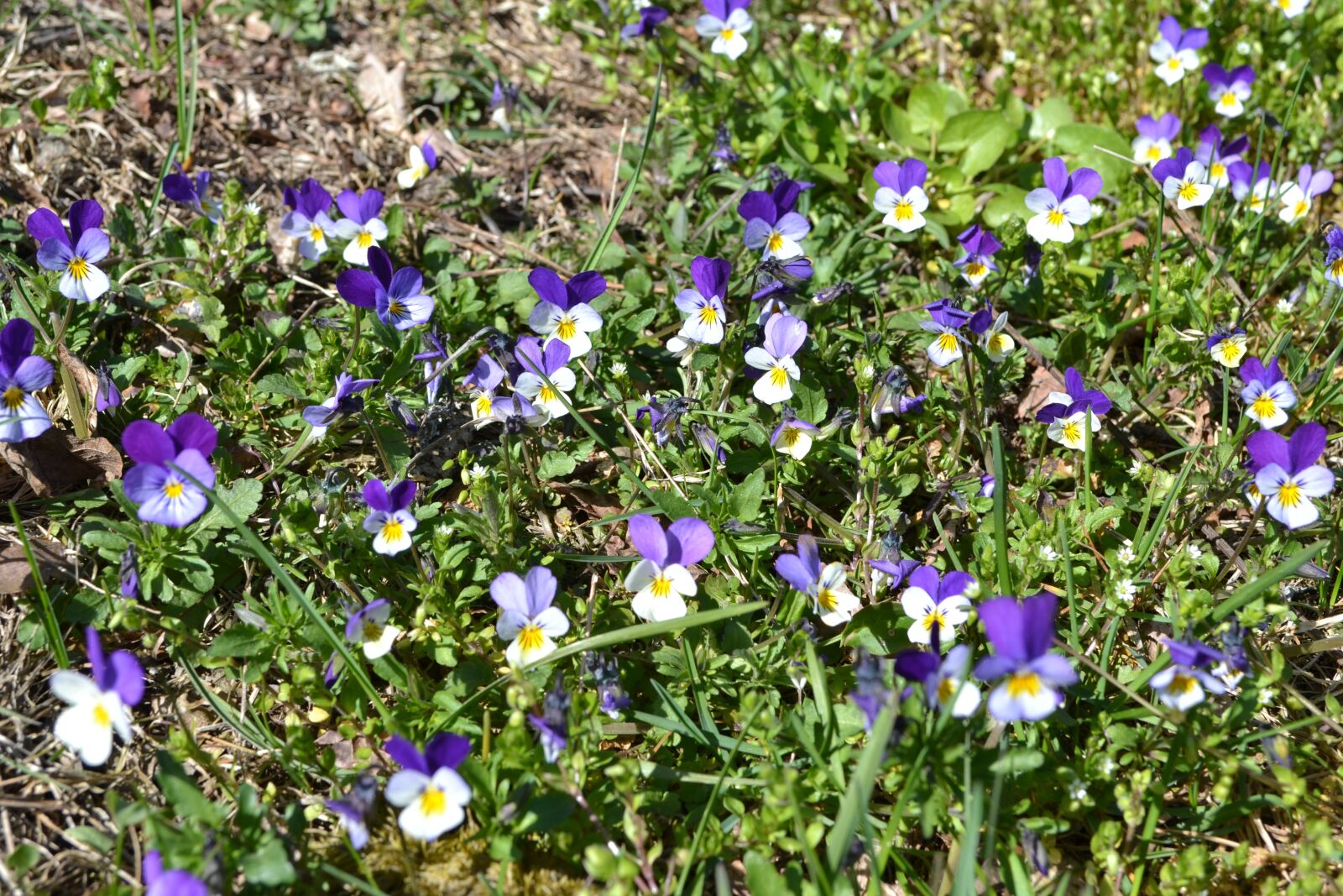 Nikon D3100 sample photo. Violets, nature, flowers photography