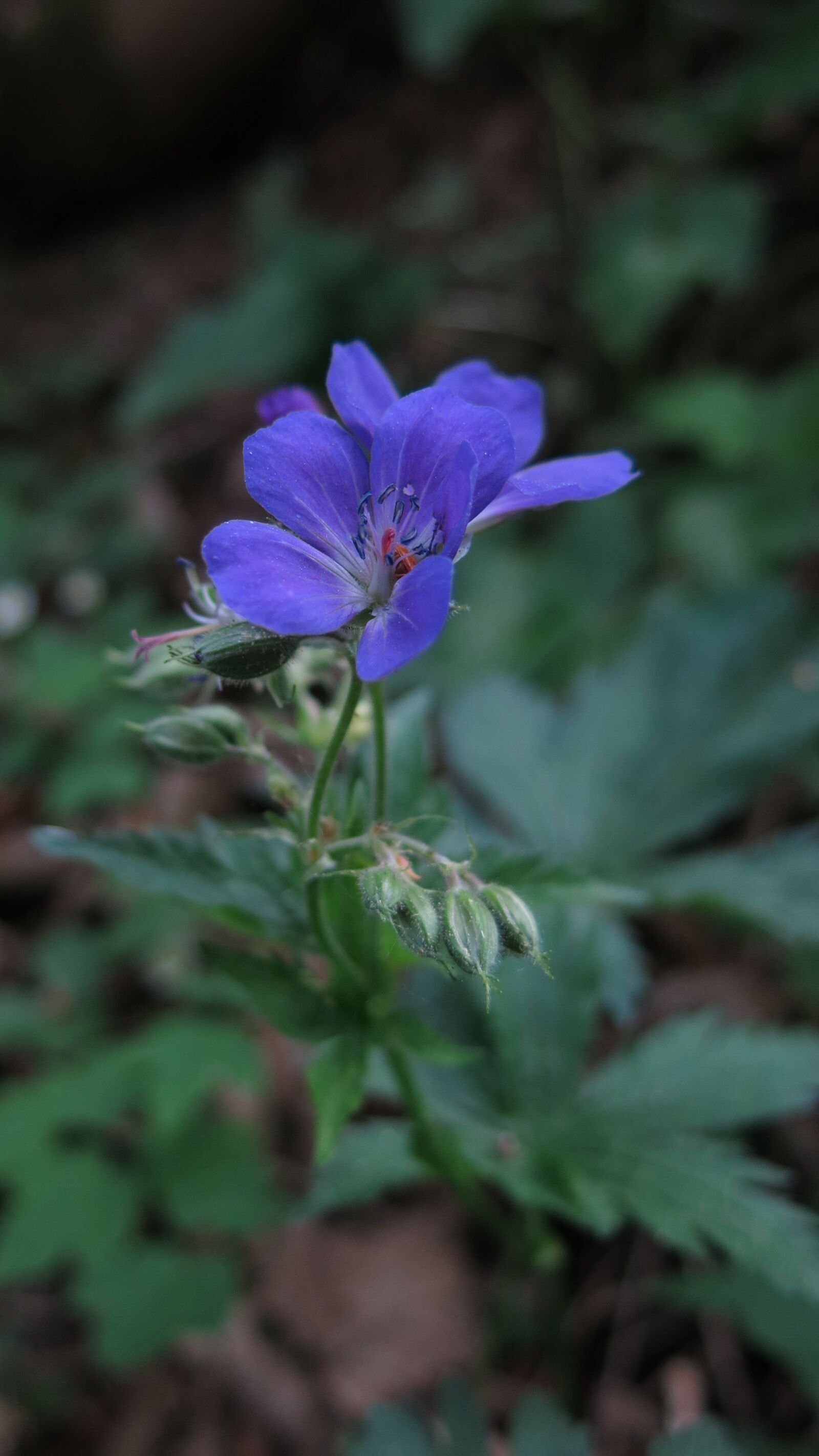Canon PowerShot G15 sample photo. Cranesbill, plant, nature photography