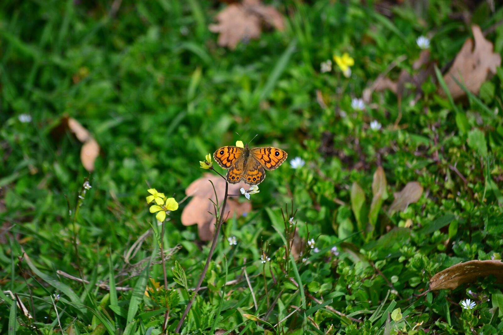 Nikon D3100 sample photo. Butterfly, flower, green photography