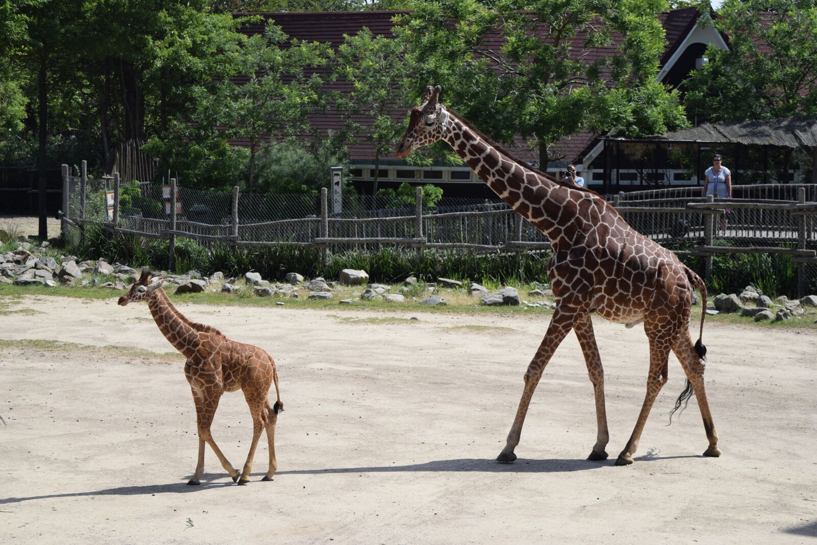Nikon D5300 sample photo. Giraffe, giraffe cub, zoo photography