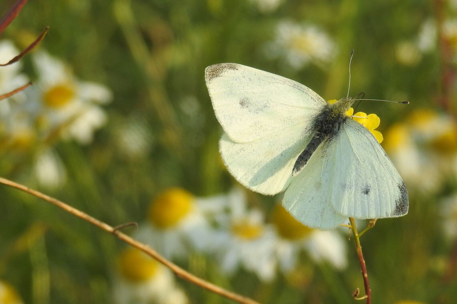 Nikon Coolpix P900 sample photo. Butterfly, white, insect photography