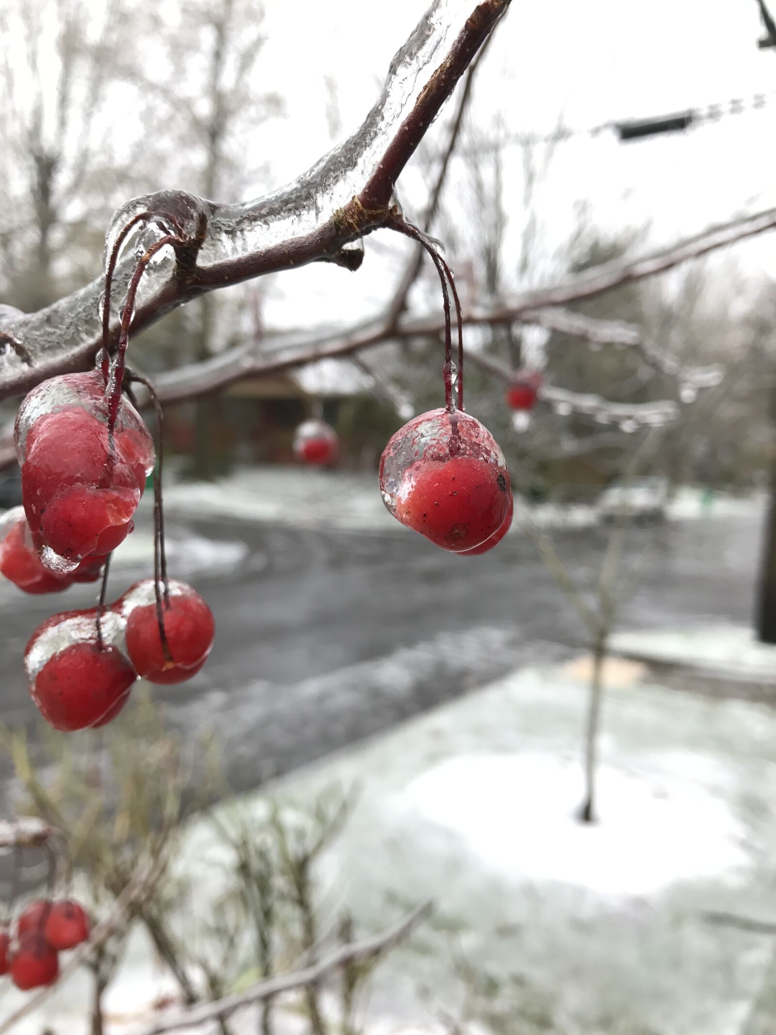 Apple iPhone 7 Plus sample photo. Winter, crabapple, portland photography