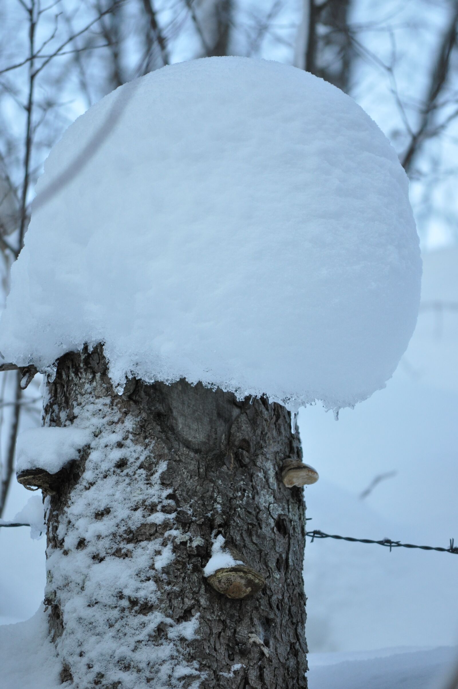 Nikon D5000 sample photo. Winter magic, snow, white photography