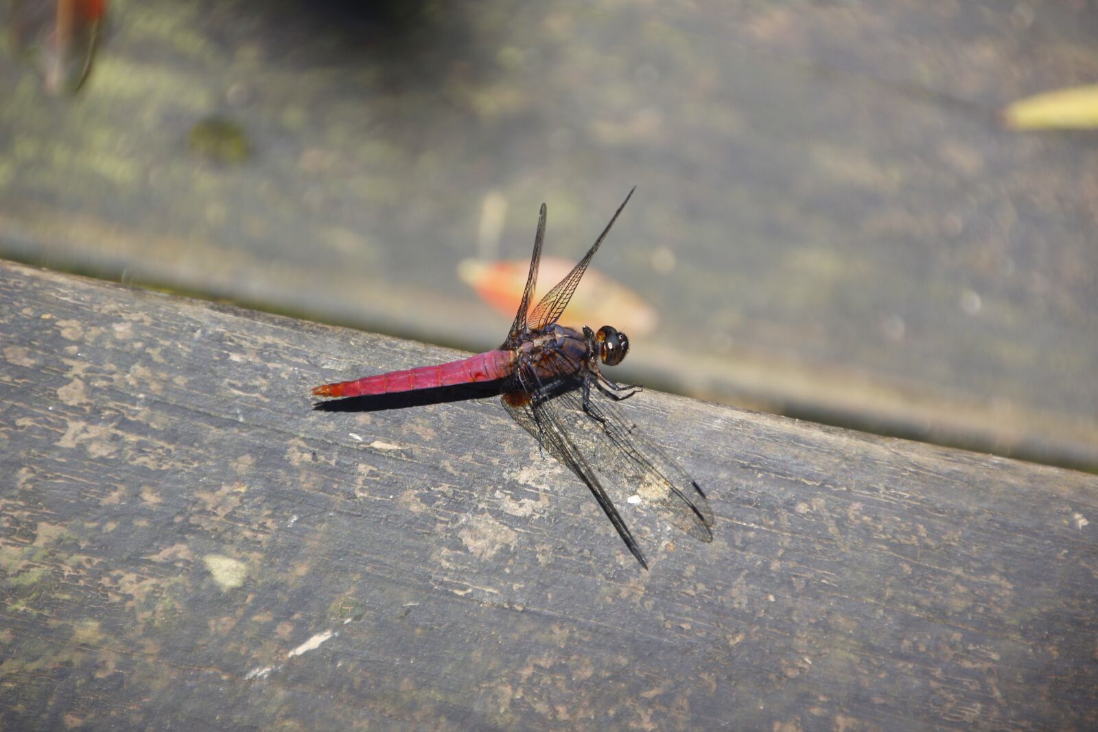Canon EOS 600D (Rebel EOS T3i / EOS Kiss X5) sample photo. Red dragonfly, dragonfly, red photography