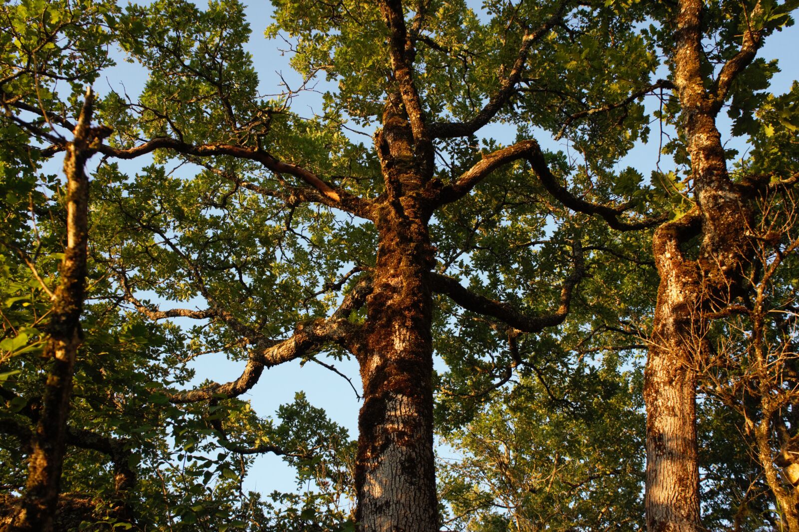 Sony Alpha NEX-3 sample photo. Forest, light, leaves photography