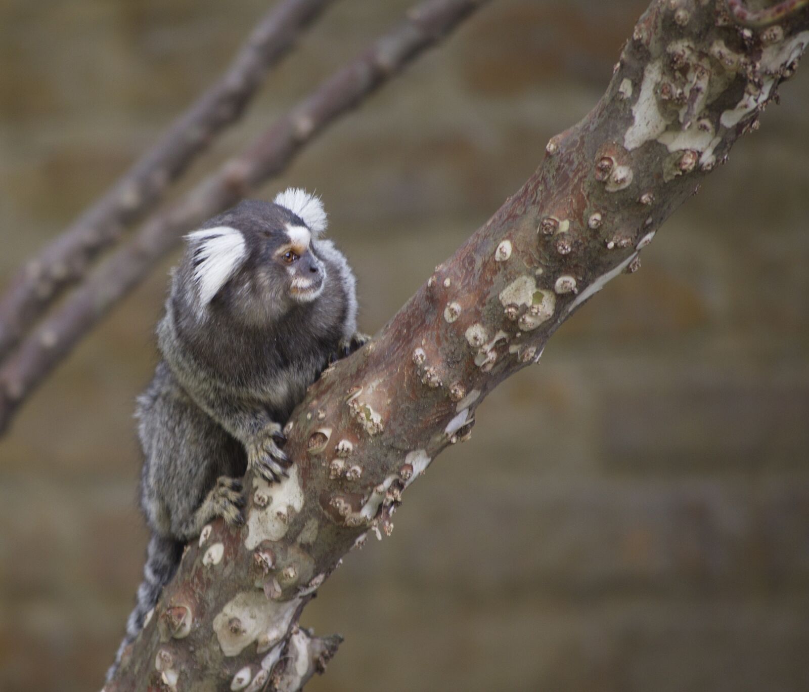 Nikon D3200 sample photo. Marmoset monkey, primate, portrait photography