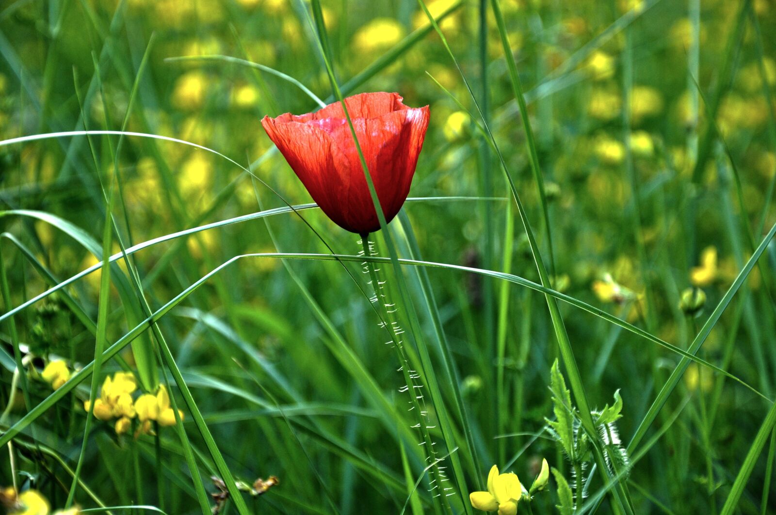 Nikon D90 sample photo. Plant, flower, poppy photography
