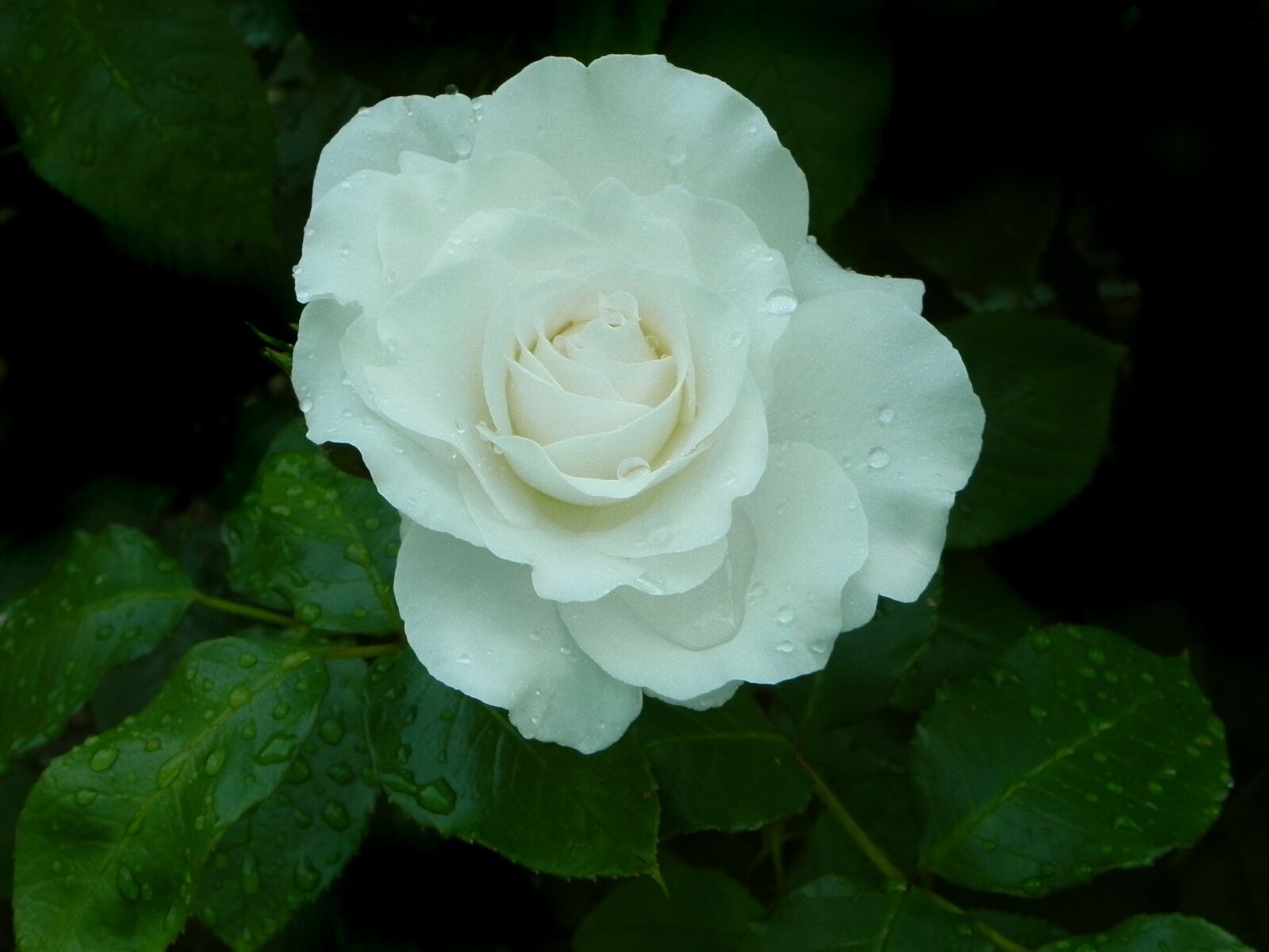 Nikon Coolpix P100 sample photo. Rose, plant, flower photography