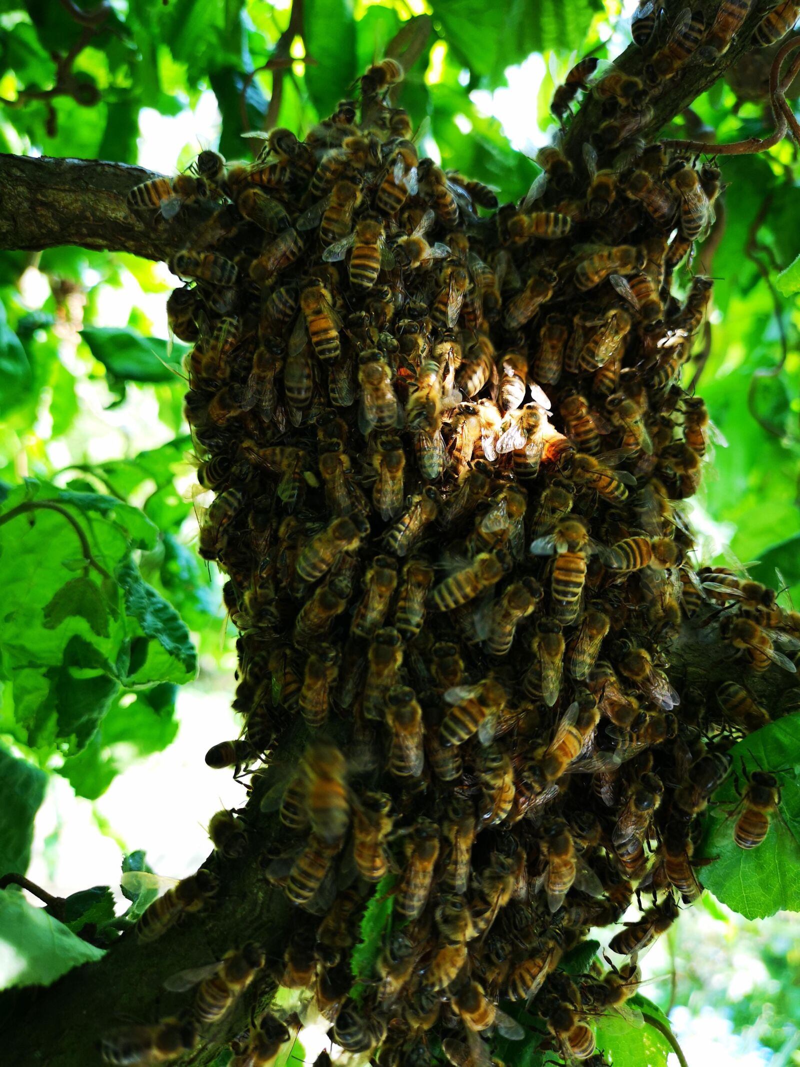 HUAWEI CLT-L29 sample photo. Bees, hive, beekeeper photography