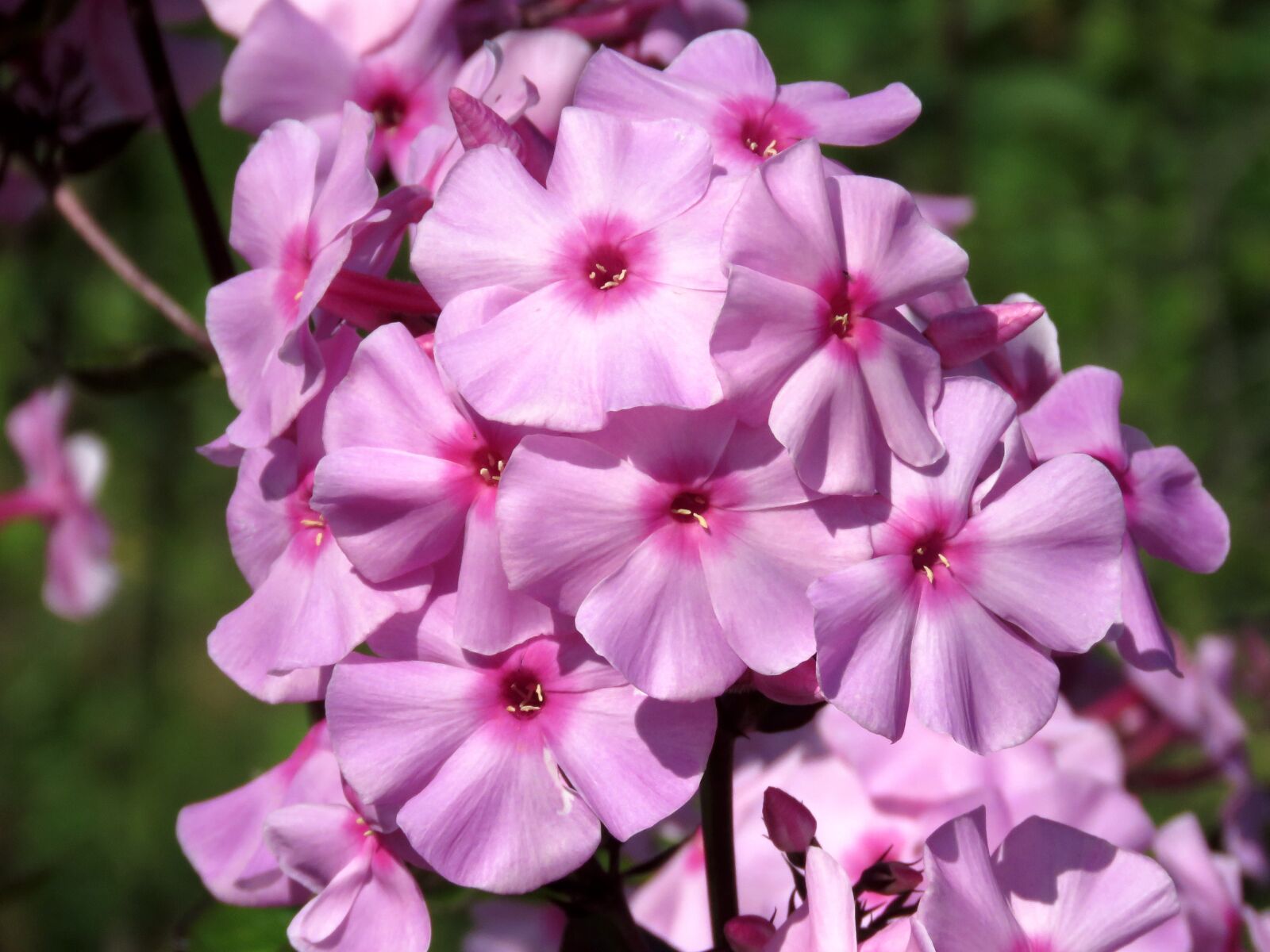 Canon PowerShot SX60 HS sample photo. Phlox, flowers, pink photography