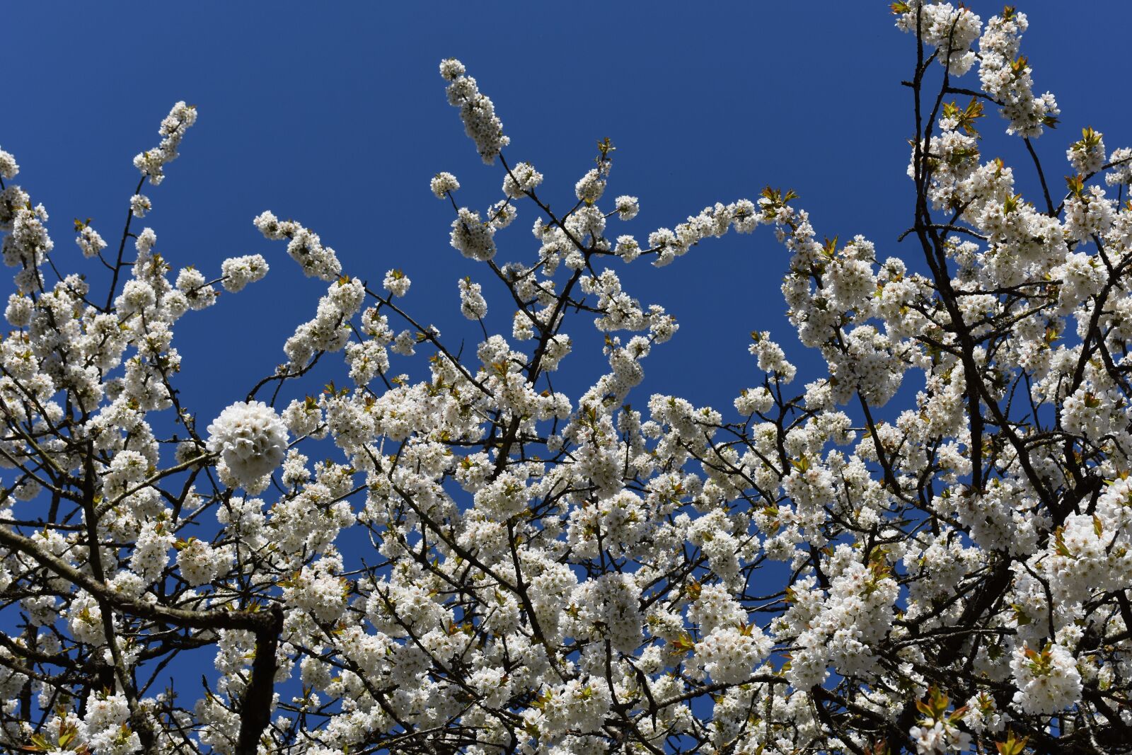Nikon D7200 sample photo. Blossom, spring, flowers photography