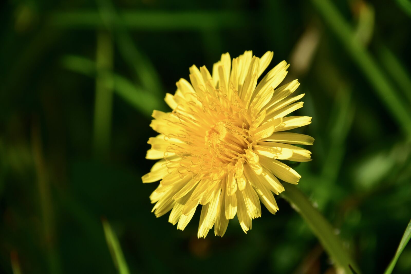 Nikon D5600 sample photo. Flower, dandelion, yellow flower photography