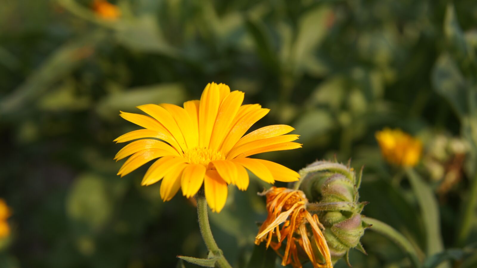 Sony SLT-A55 (SLT-A55V) sample photo. Calendula, wildflowers, flower photography