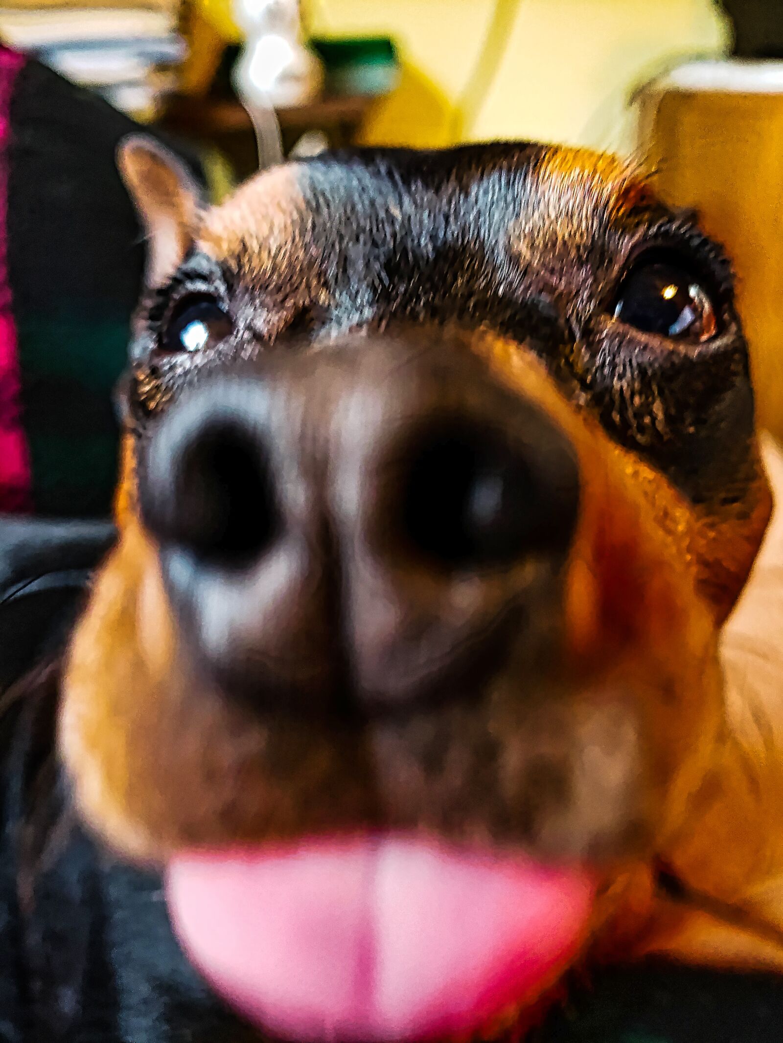 Samsung SM-G960U sample photo. Dog, tongue, funny photography