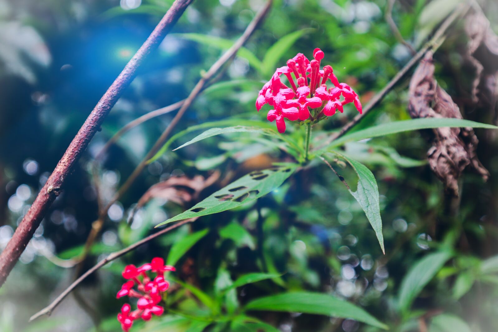 Canon EF-M 15-45mm F3.5-6.3 IS STM sample photo. Sunlight, flowers, nature photography