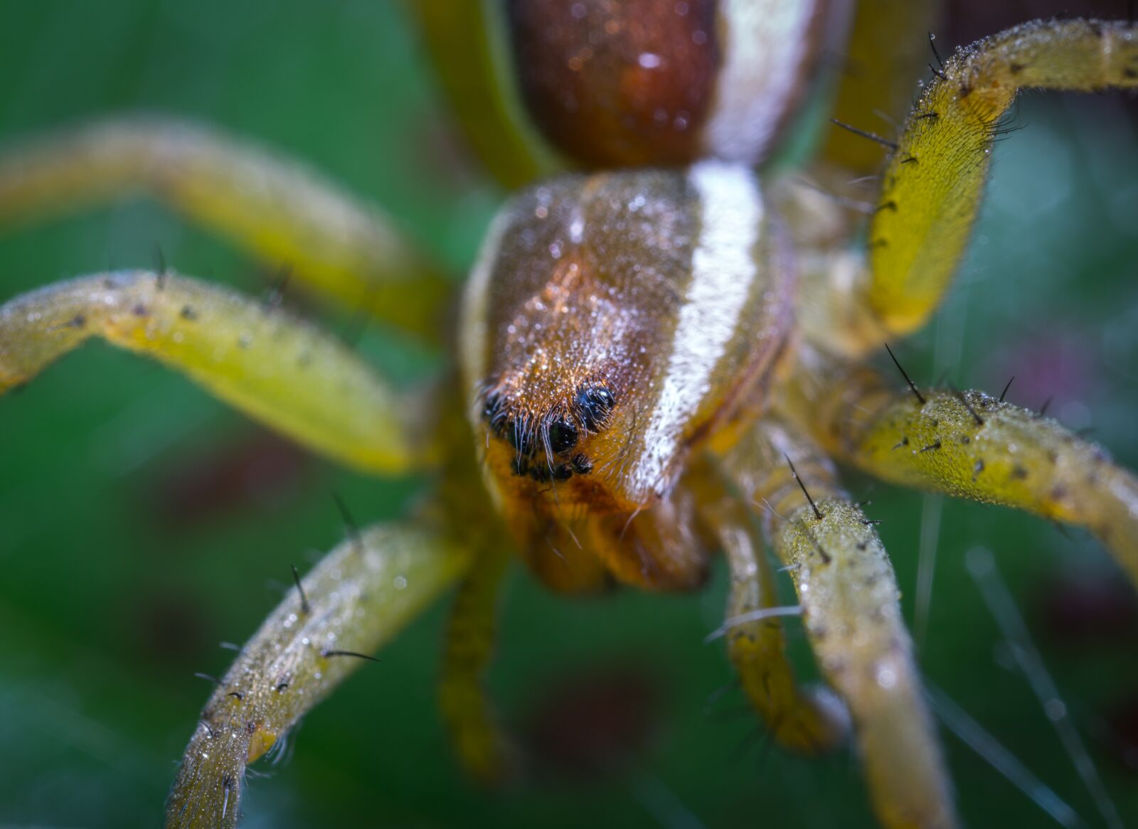 #124 65/2.8 sample photo. Spider, bespozvonochnoe, animals photography