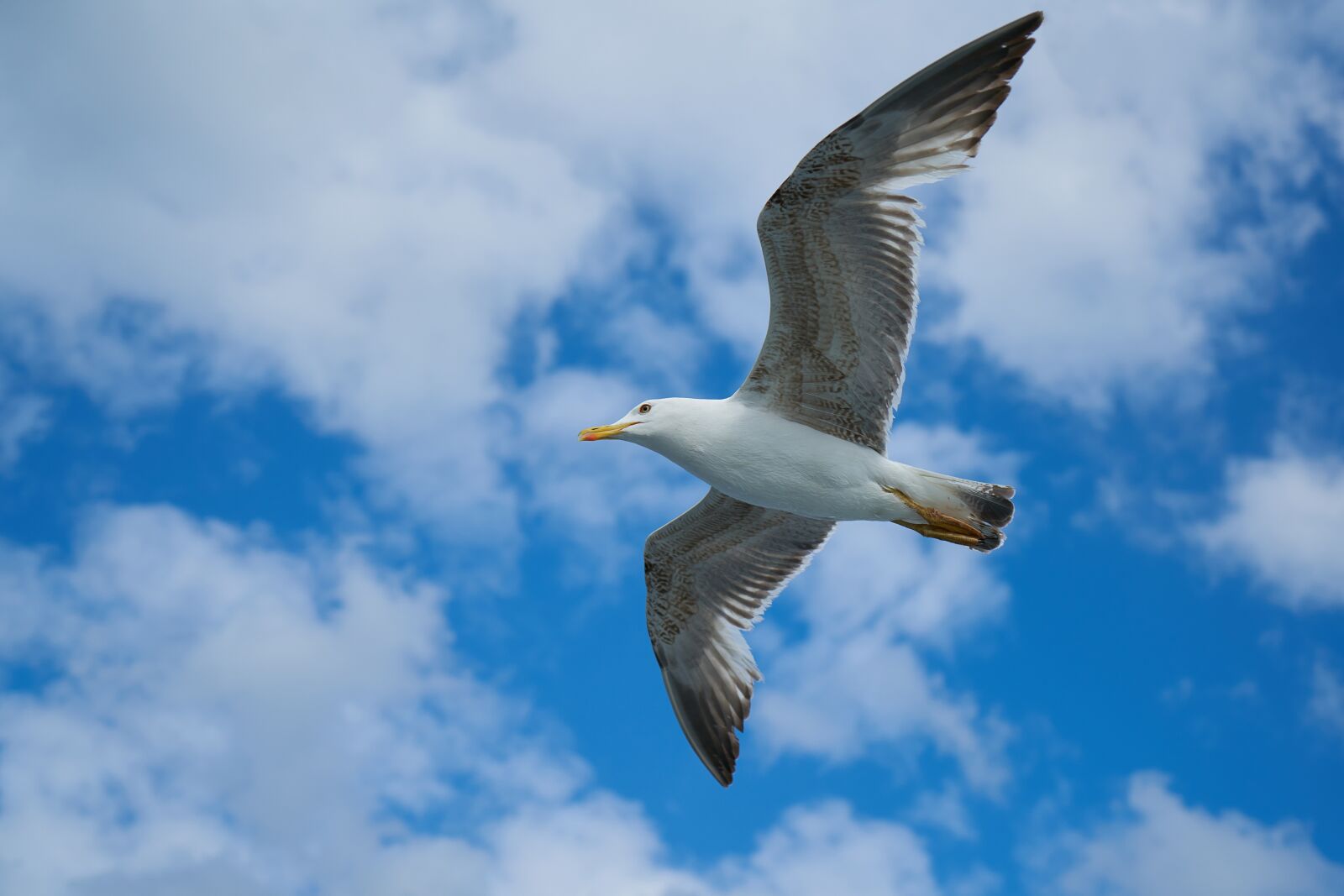 Sony a7R II + Sony Vario Tessar T* FE 24-70mm F4 ZA OSS sample photo. Seagull, bird, birds photography