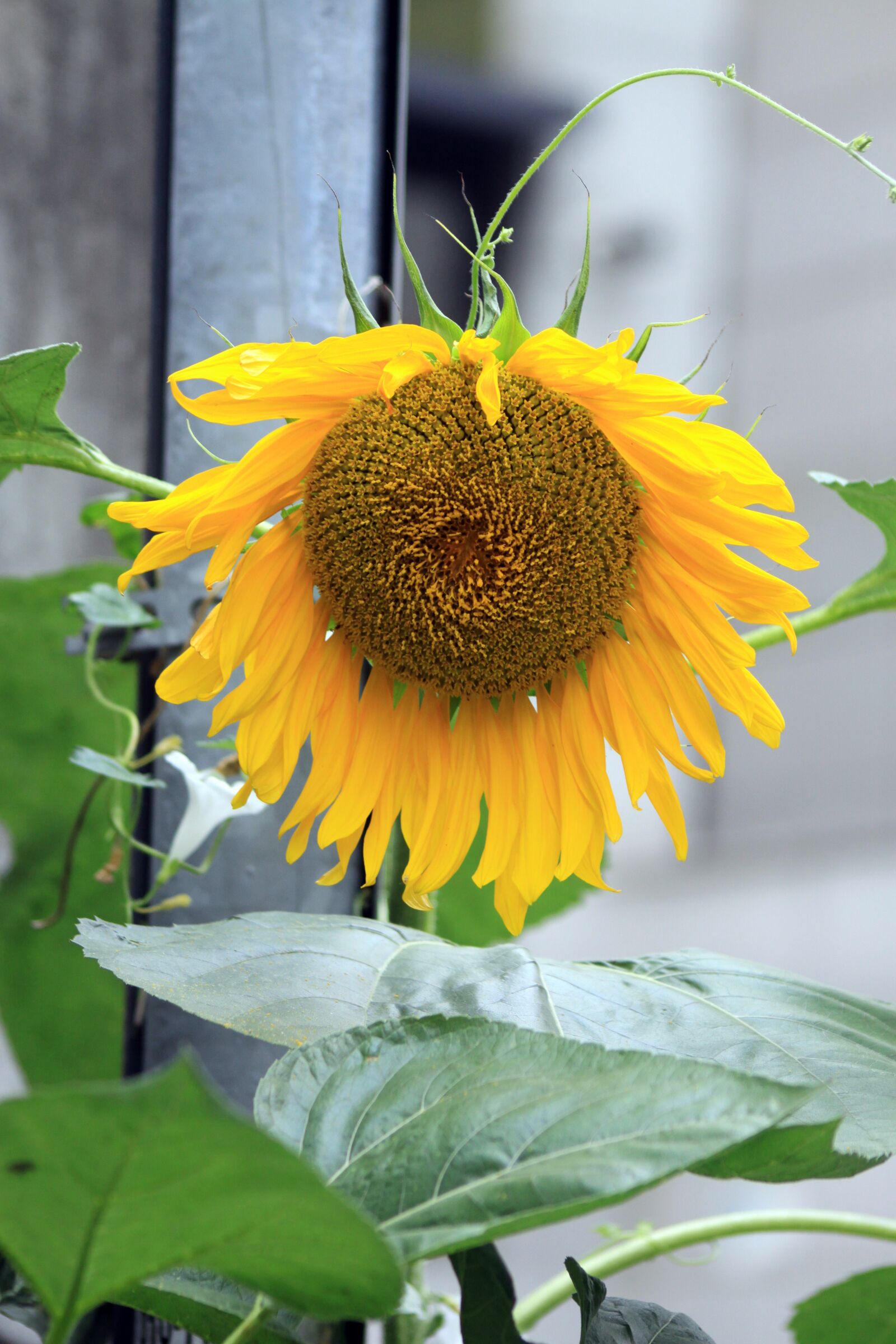 Canon EOS 50D sample photo. Sunflower, plants, flowers photography