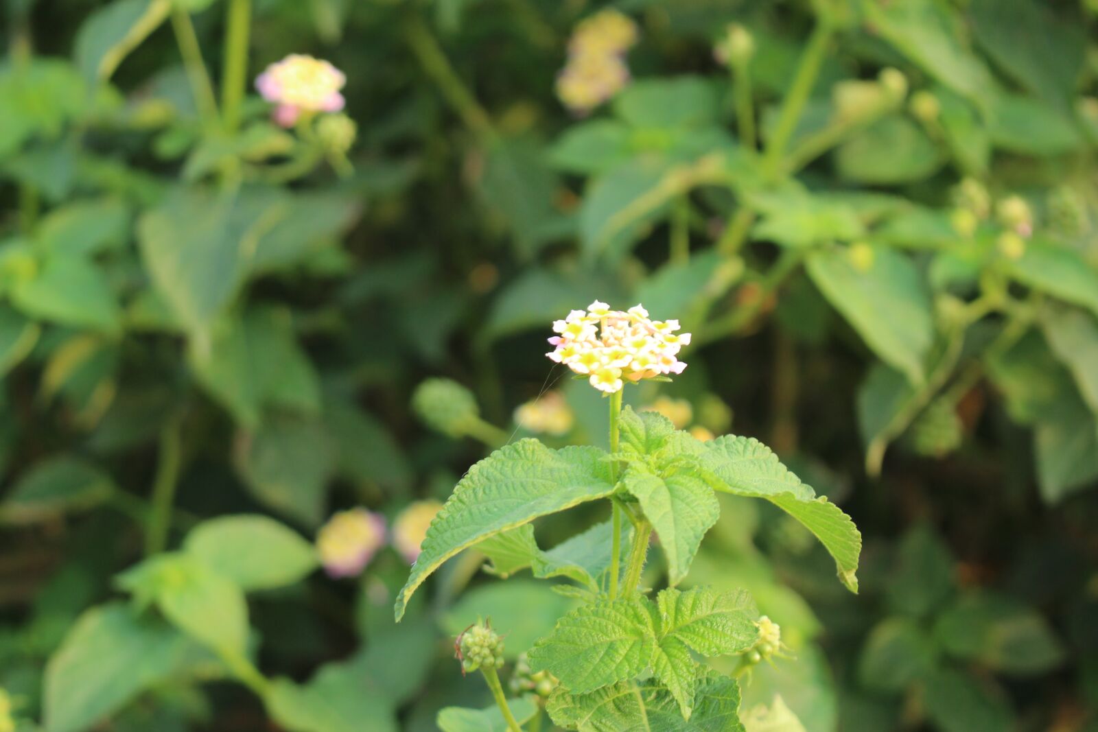 Canon EOS 700D (EOS Rebel T5i / EOS Kiss X7i) sample photo. Nature, leaf, flora photography
