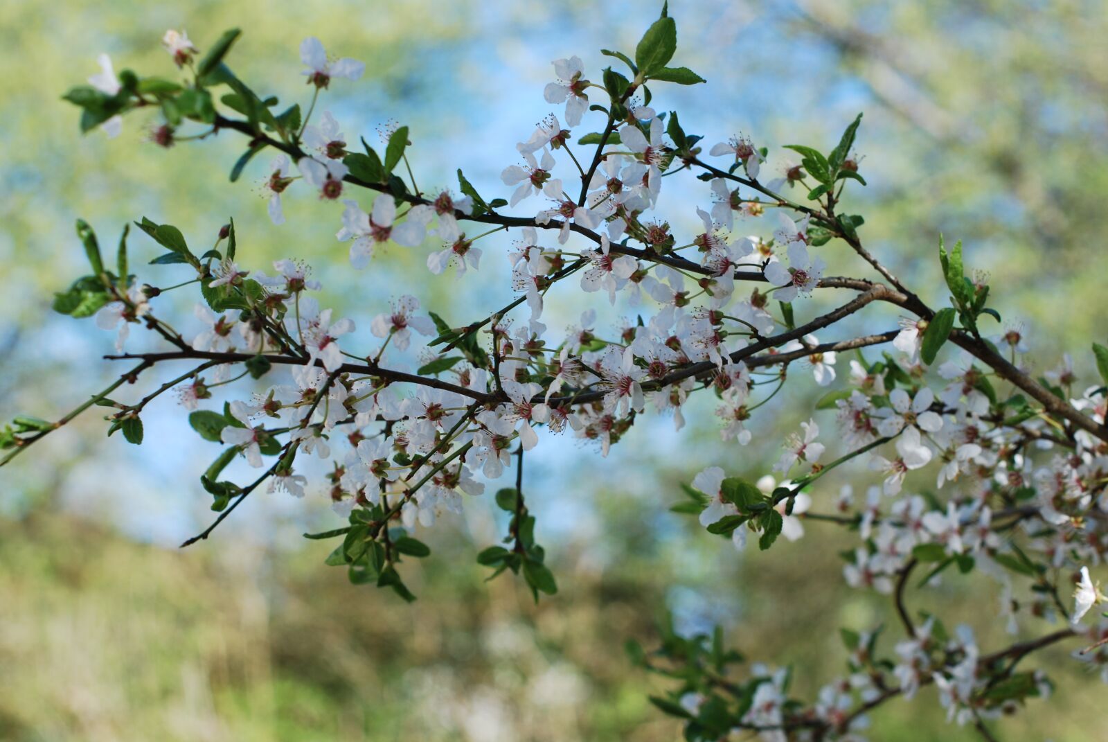 Nikon D60 sample photo. Flowers, spring, tree photography